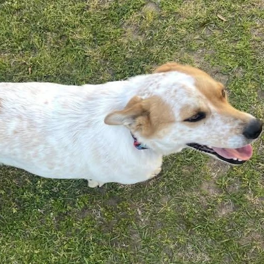 Enlarge Beethoven (20260409-01), an adopted mixed breed in Niagara on the Lake, ON image 2/5