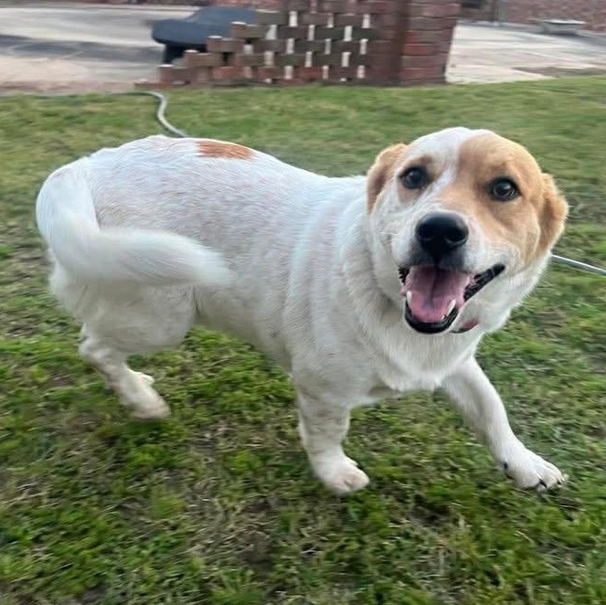 Enlarge Beethoven (20260409-01), an adopted mixed breed in Niagara on the Lake, ON image 5/5