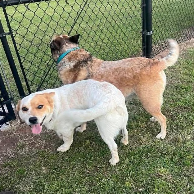 Enlarge Beethoven (20260409-01), an adopted mixed breed in Niagara on the Lake, ON image 4/5