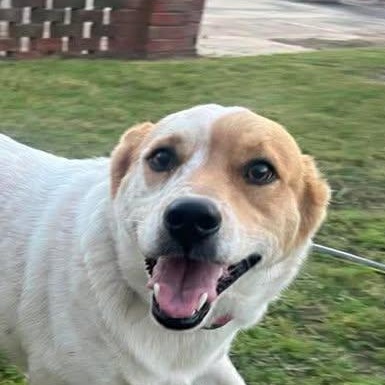 Beethoven (20260409-01), adopted, Young Male Corgi.