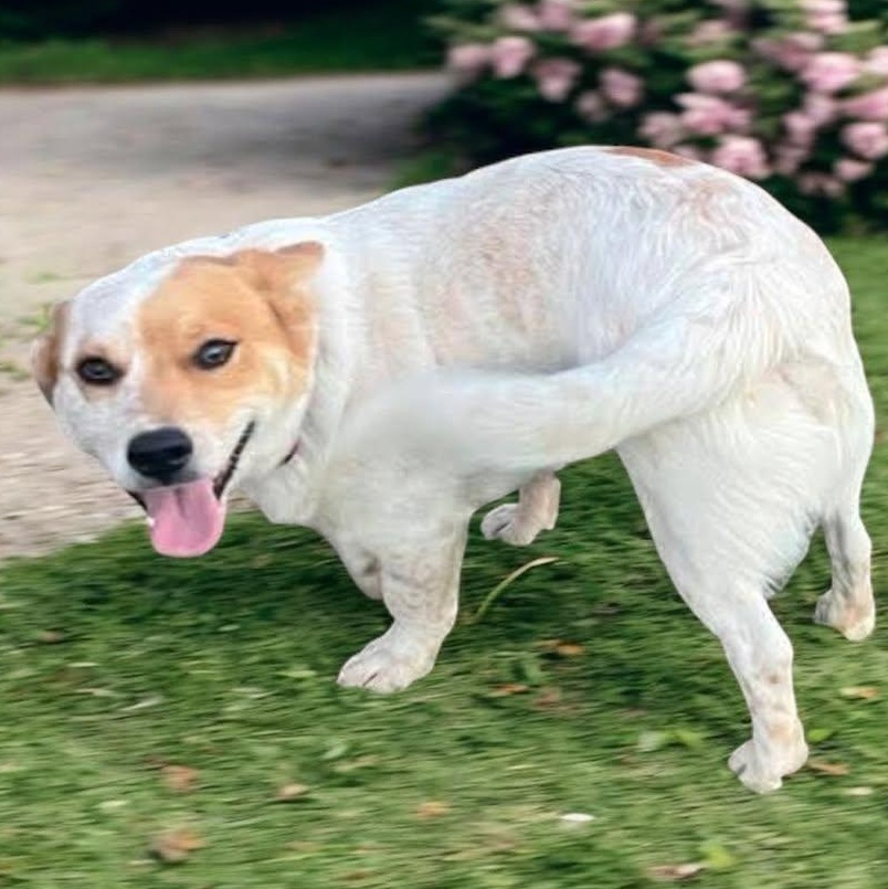 Enlarge Beethoven (20260409-01), an adopted mixed breed in Niagara on the Lake, ON image 3/5