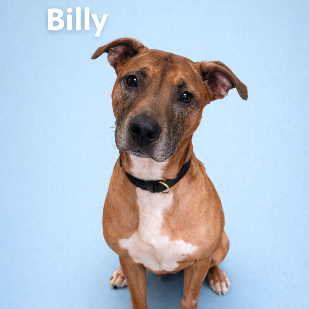 Billy, Adoptable, Adult Male Boxer & Mixed Breed.