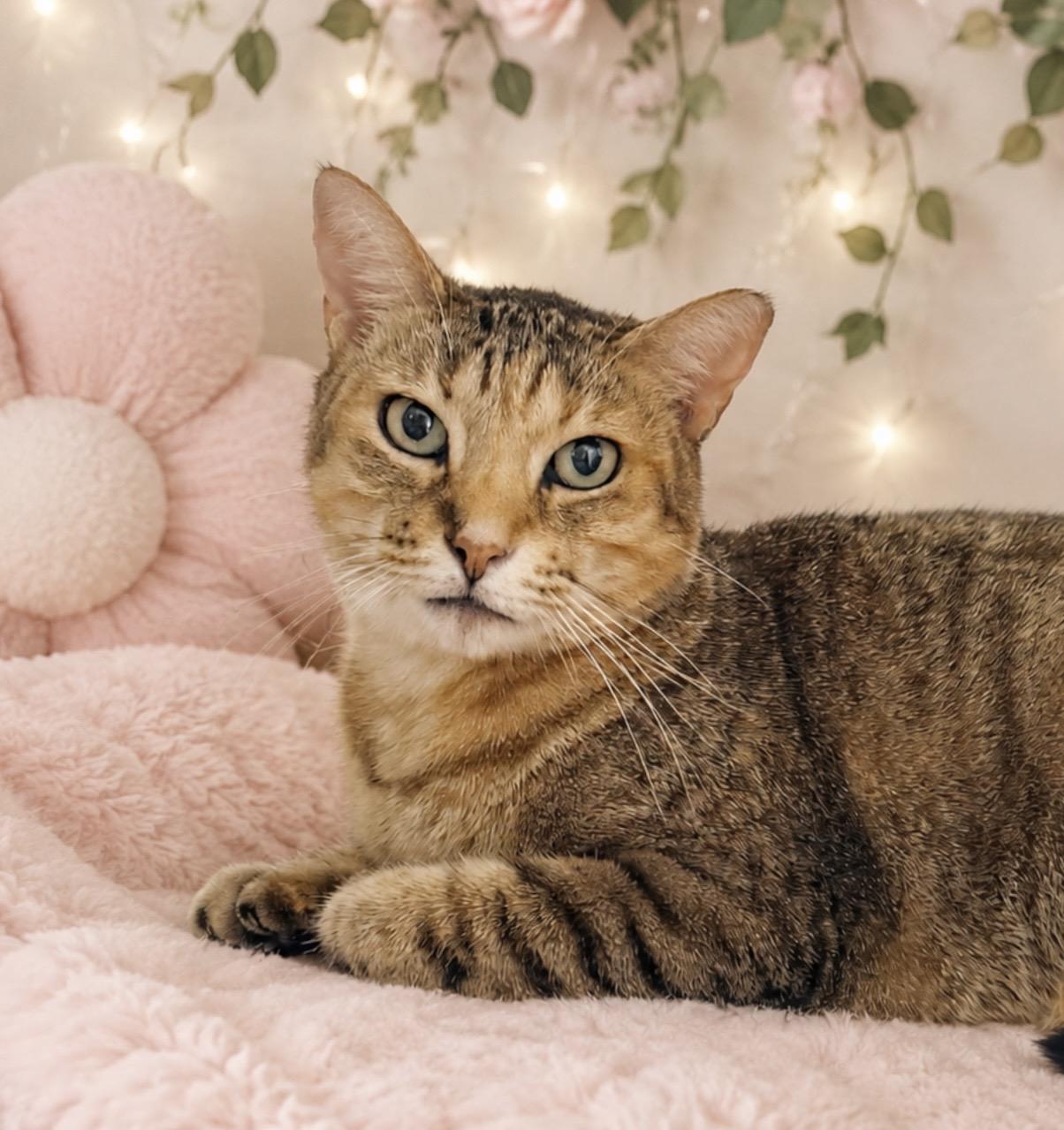 Enlarge Dove, a Adopted Tabby in Tavares, FL image 2/2