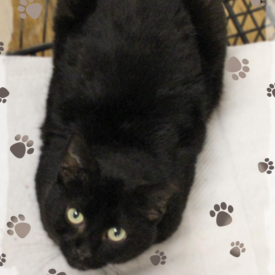 Hoppy, ADOPTABLE, Adult Male Domestic Short Hair.