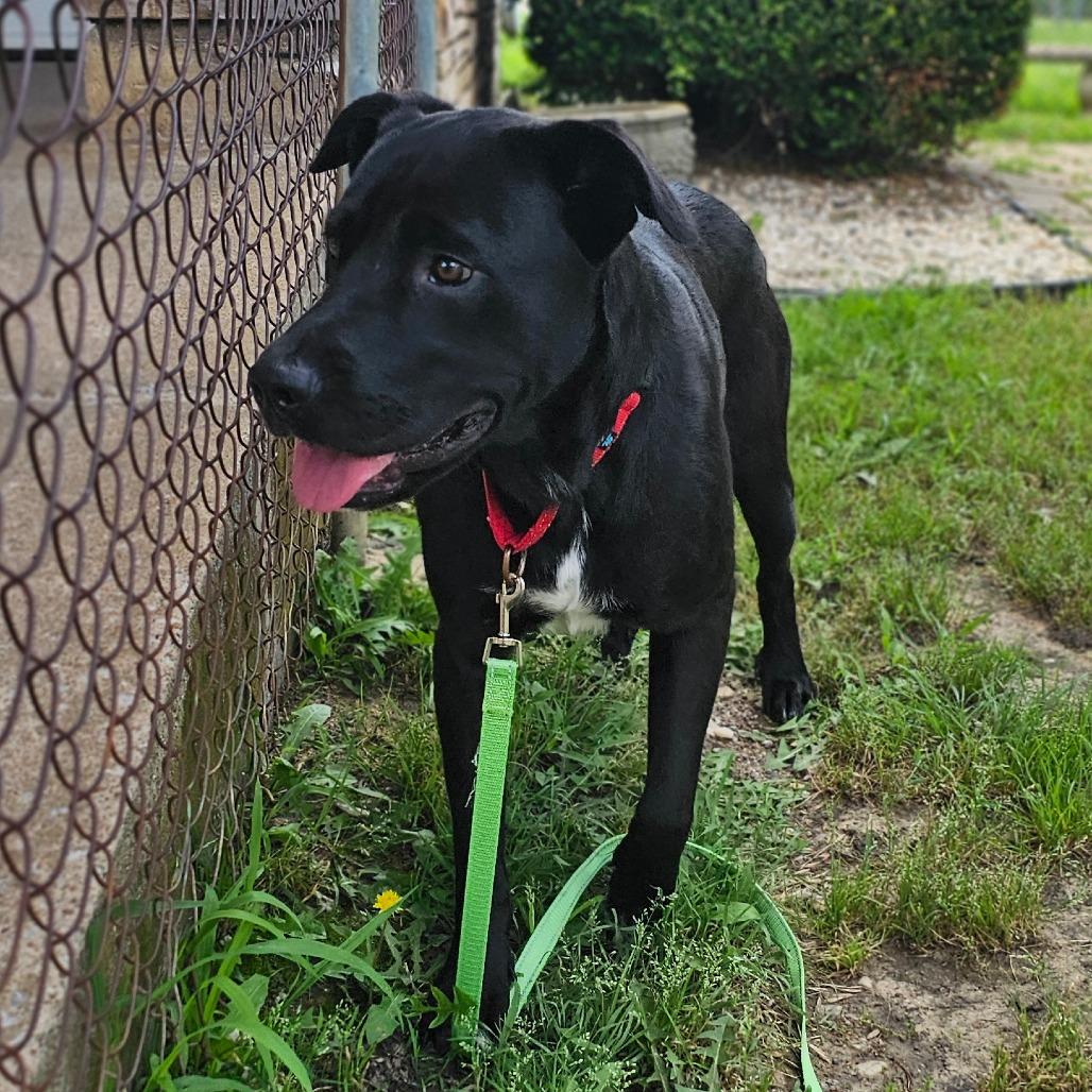 Milo, Adoptable, Adult Male Labrador Retriever.