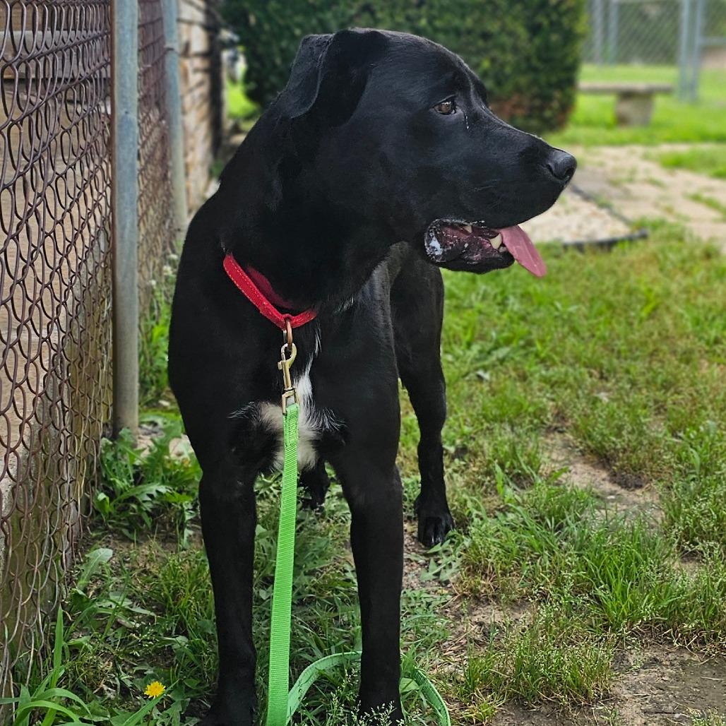 Milo, a Adoptable Labrador Retriever in Tulsa, OK image 2/6