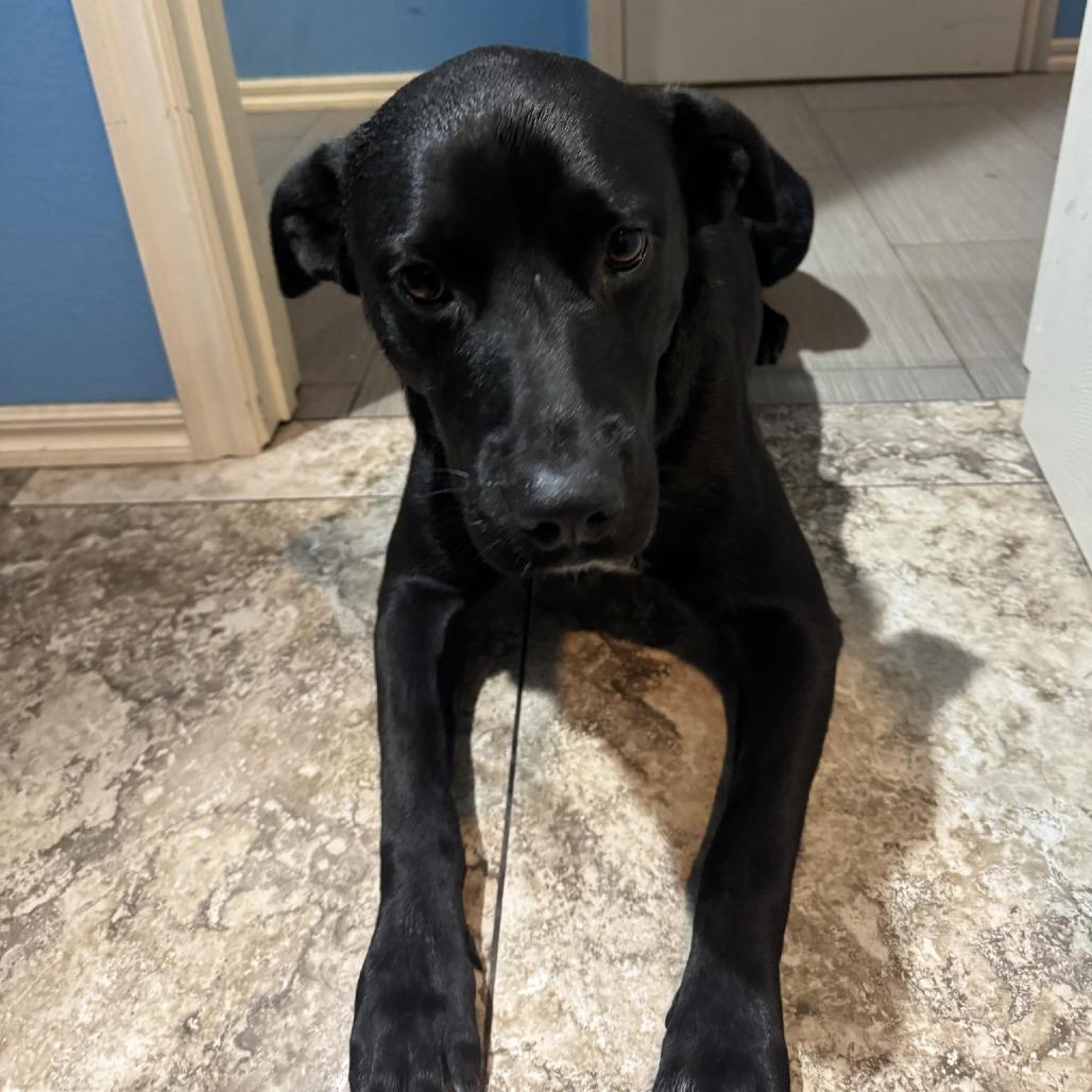 Milo, a Adoptable Labrador Retriever in Tulsa, OK image 3/6