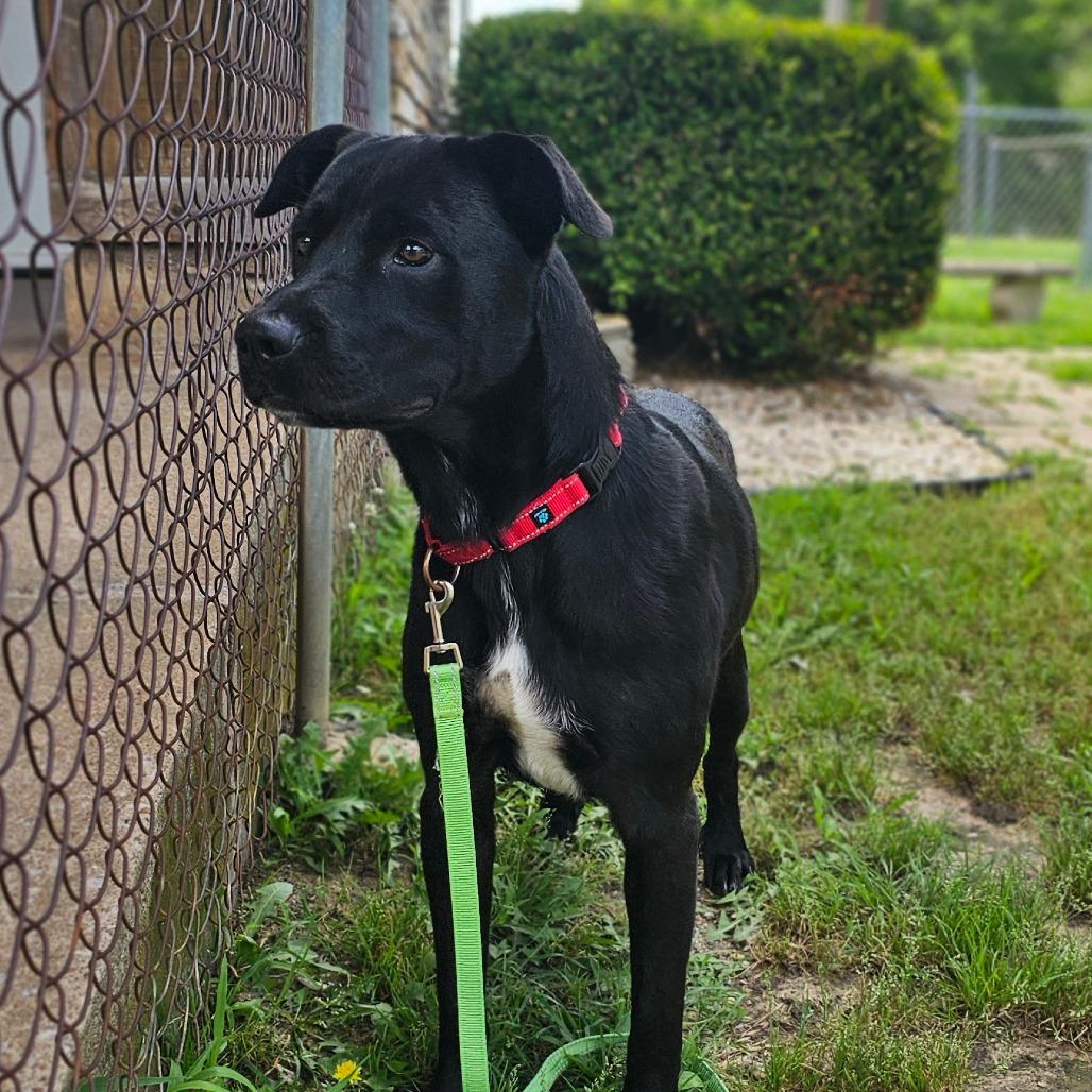 Milo, a Adoptable Labrador Retriever in Tulsa, OK image 4/6
