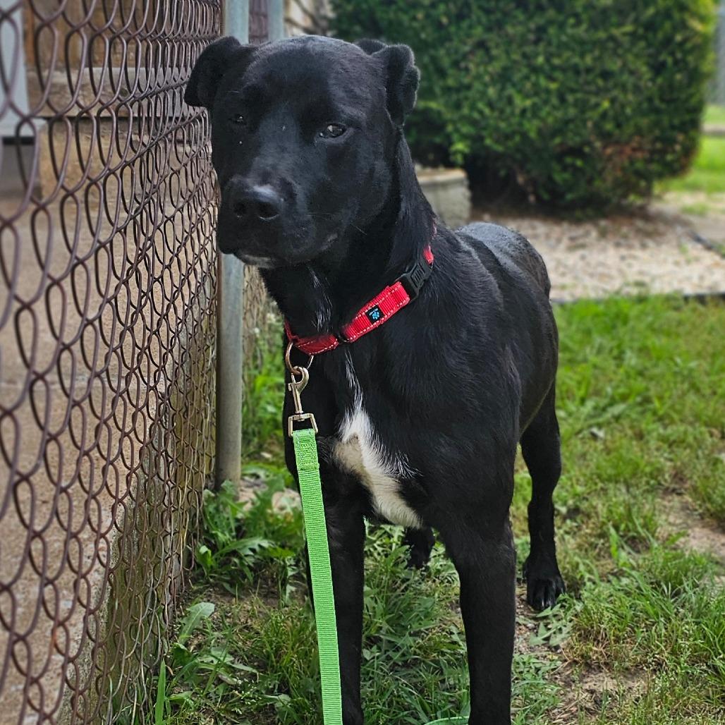 Milo, a Adoptable Labrador Retriever in Tulsa, OK image 5/6