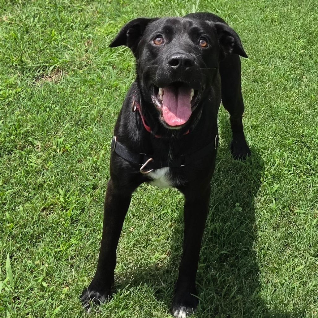 Milo, a Adoptable Labrador Retriever in Tulsa, OK image 6/6