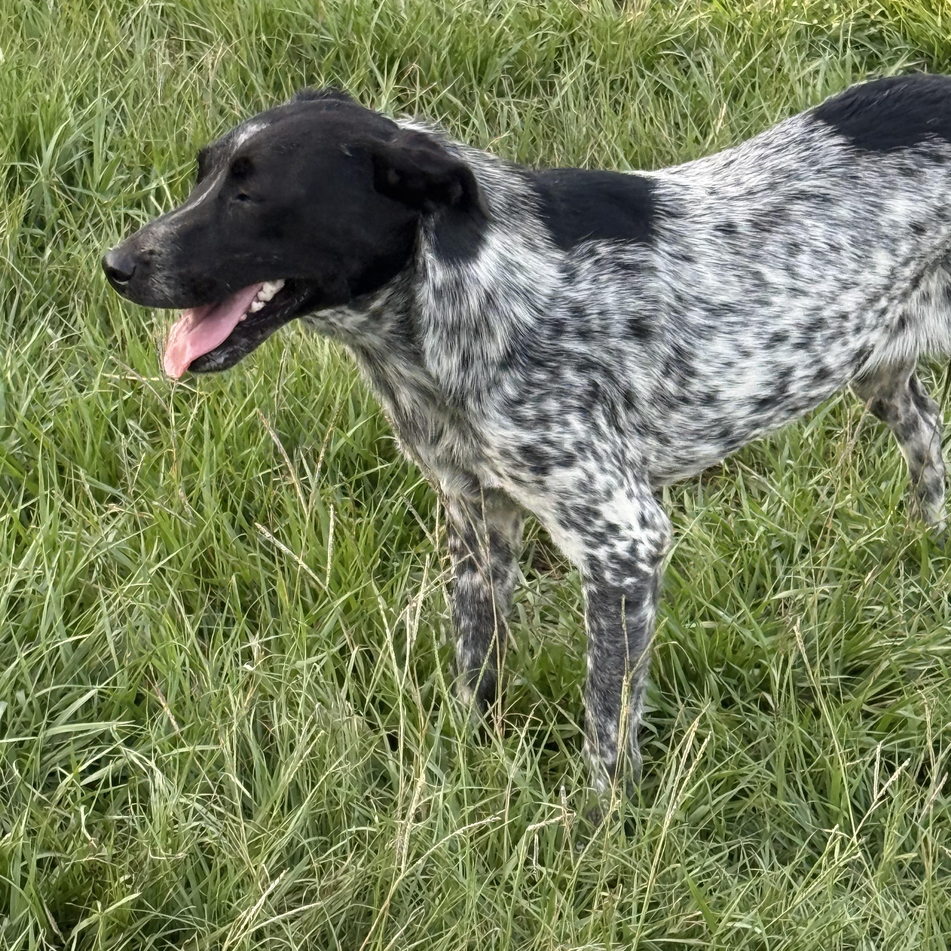 Enlarge Lulu, a Adoptable mixed breed in Mount Hermon, LA image 3/4