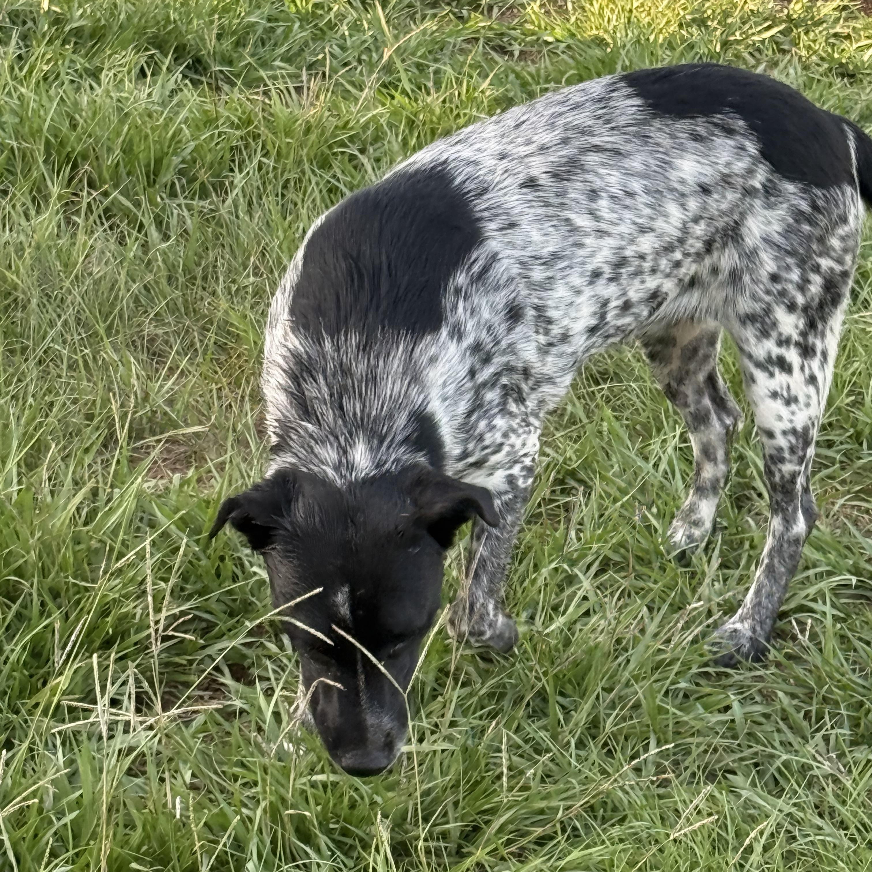 Enlarge Lulu, a Adoptable mixed breed in Mount Hermon, LA image 2/4