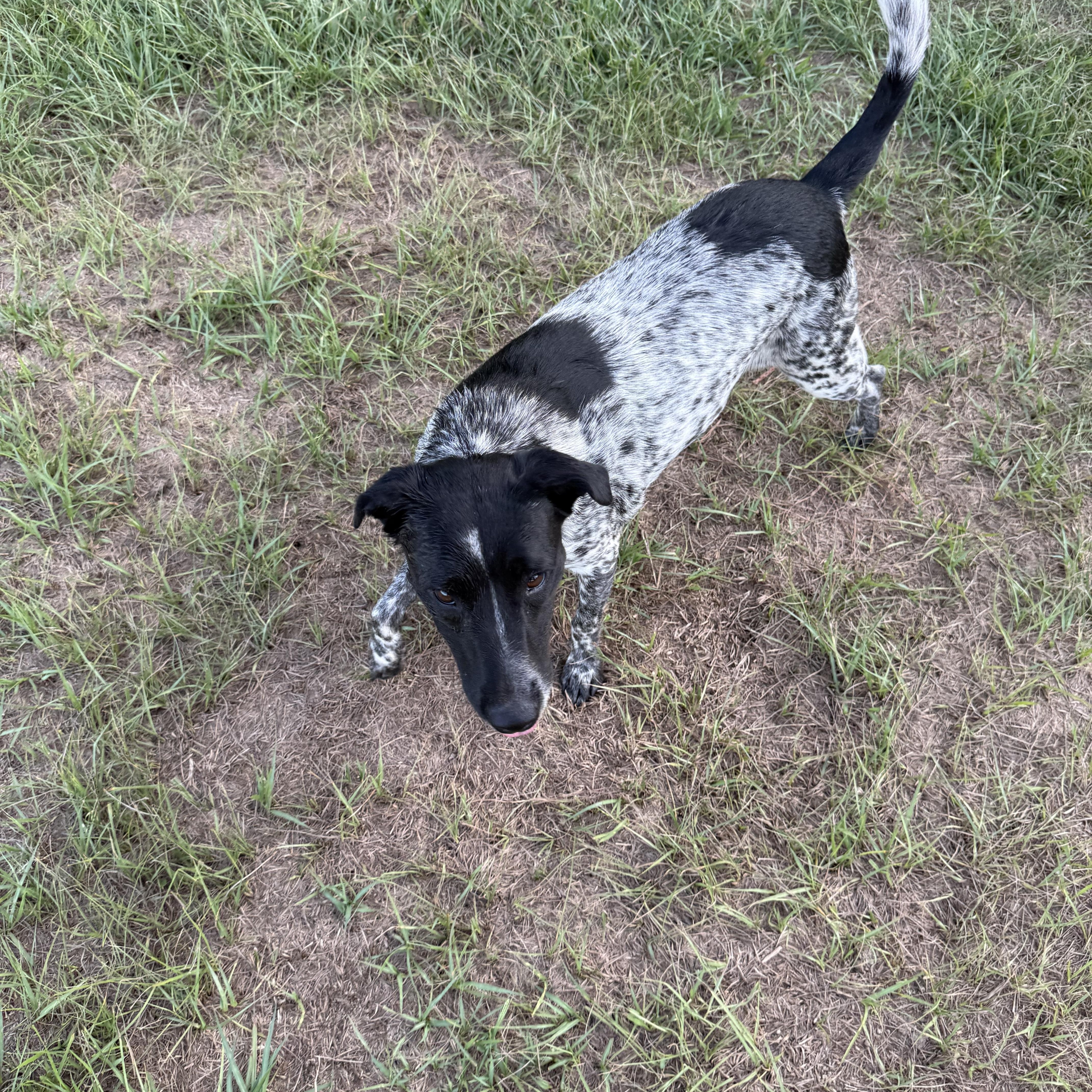 Enlarge Lulu, a Adoptable mixed breed in Mount Hermon, LA image 4/4