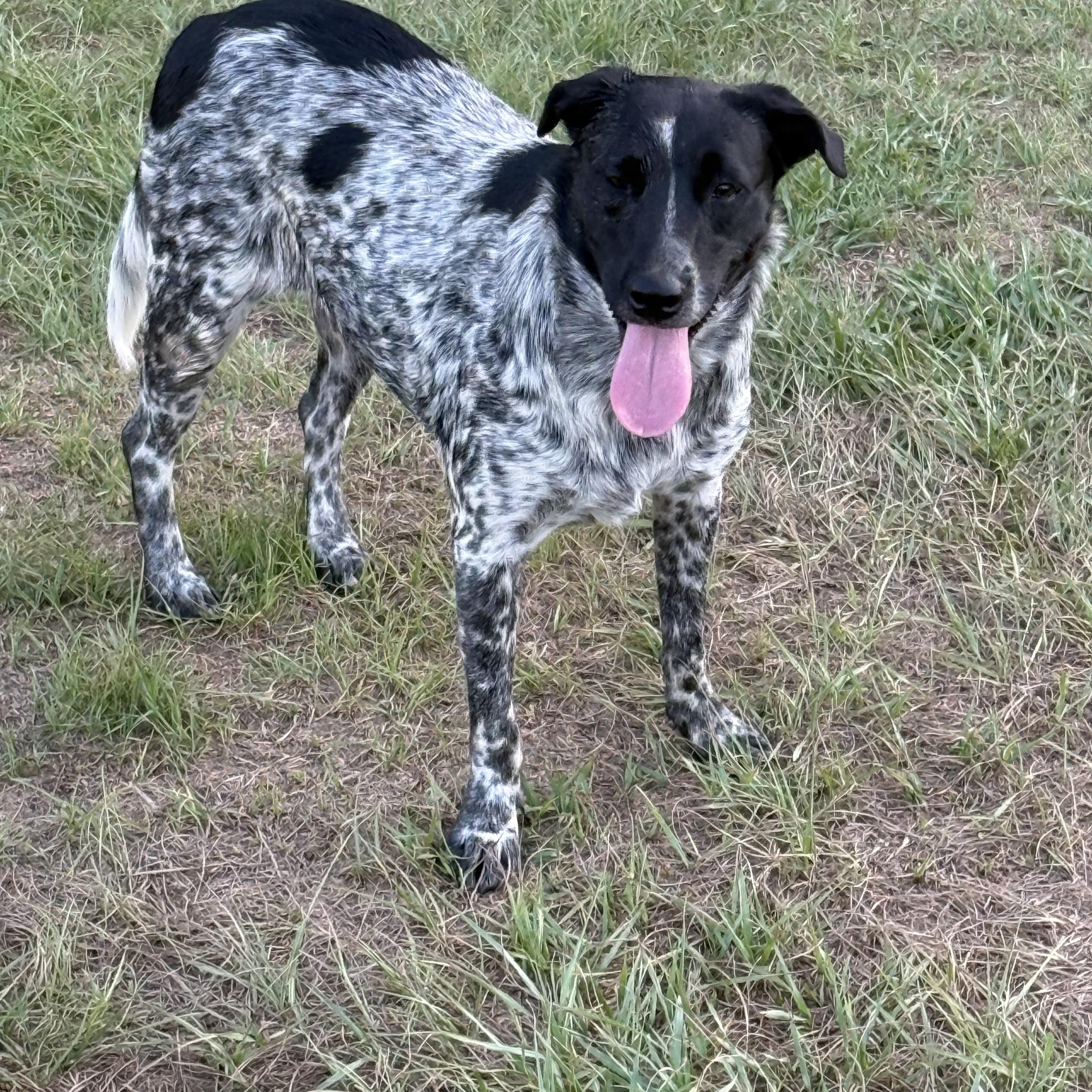 Enlarge Lulu, a Adoptable mixed breed in Mount Hermon, LA image 1/4