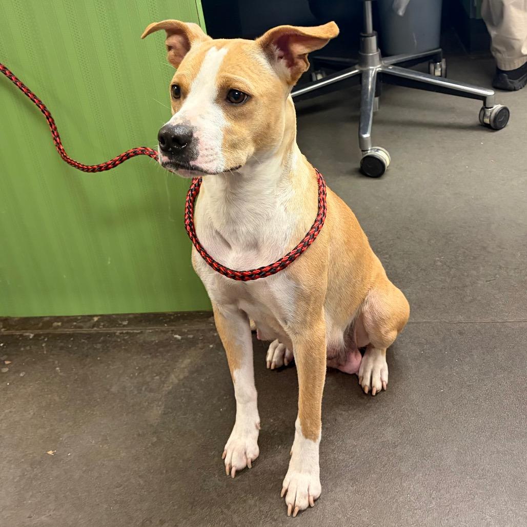 Enlarge Sky Dancer, a Adoptable Pit Bull Terrier in Norman, OK image 1/6