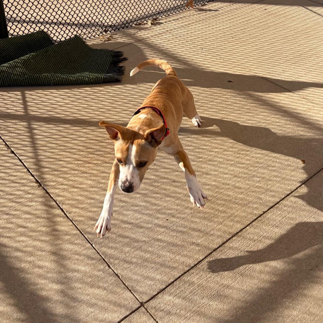 Enlarge Sky Dancer, a Adoptable Pit Bull Terrier in Norman, OK image 2/6