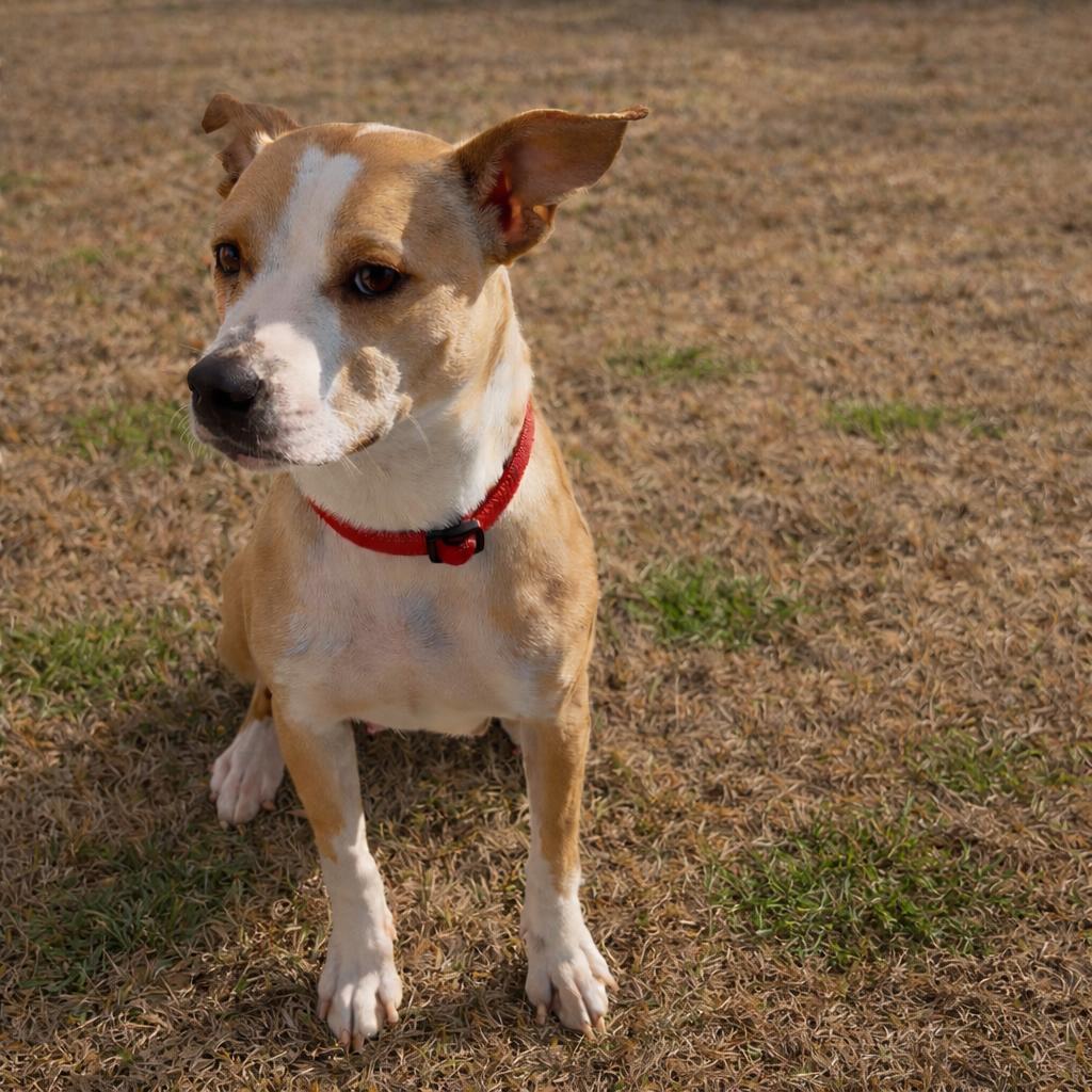 Enlarge Sky Dancer, a Adoptable Pit Bull Terrier in Norman, OK image 4/6