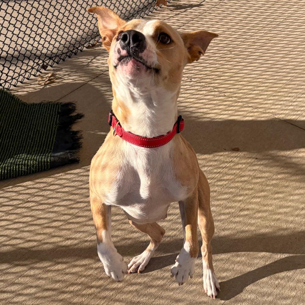 Enlarge Sky Dancer, a Adoptable Pit Bull Terrier in Norman, OK image 5/6