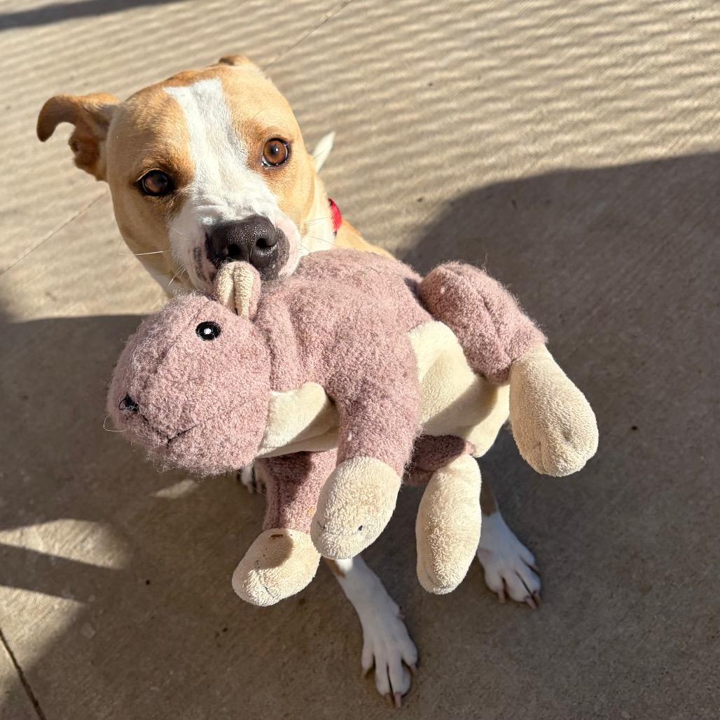 Enlarge Sky Dancer, a Adoptable Pit Bull Terrier in Norman, OK image 6/6