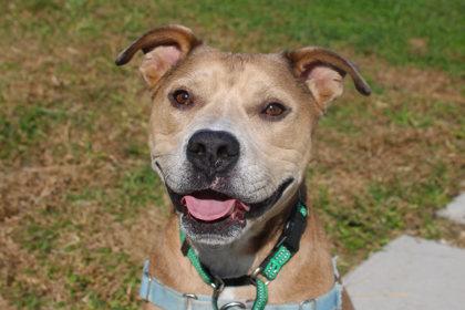 Enlarge Remy Roo, a Adoptable mixed breed in Kansas City, MO image 1/3