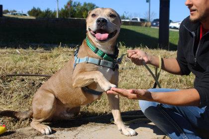 Enlarge Remy Roo, a Adoptable mixed breed in Kansas City, MO image 2/3