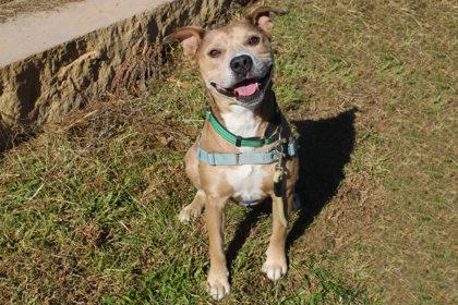Enlarge Remy Roo, a Adoptable mixed breed in Kansas City, MO image 3/3