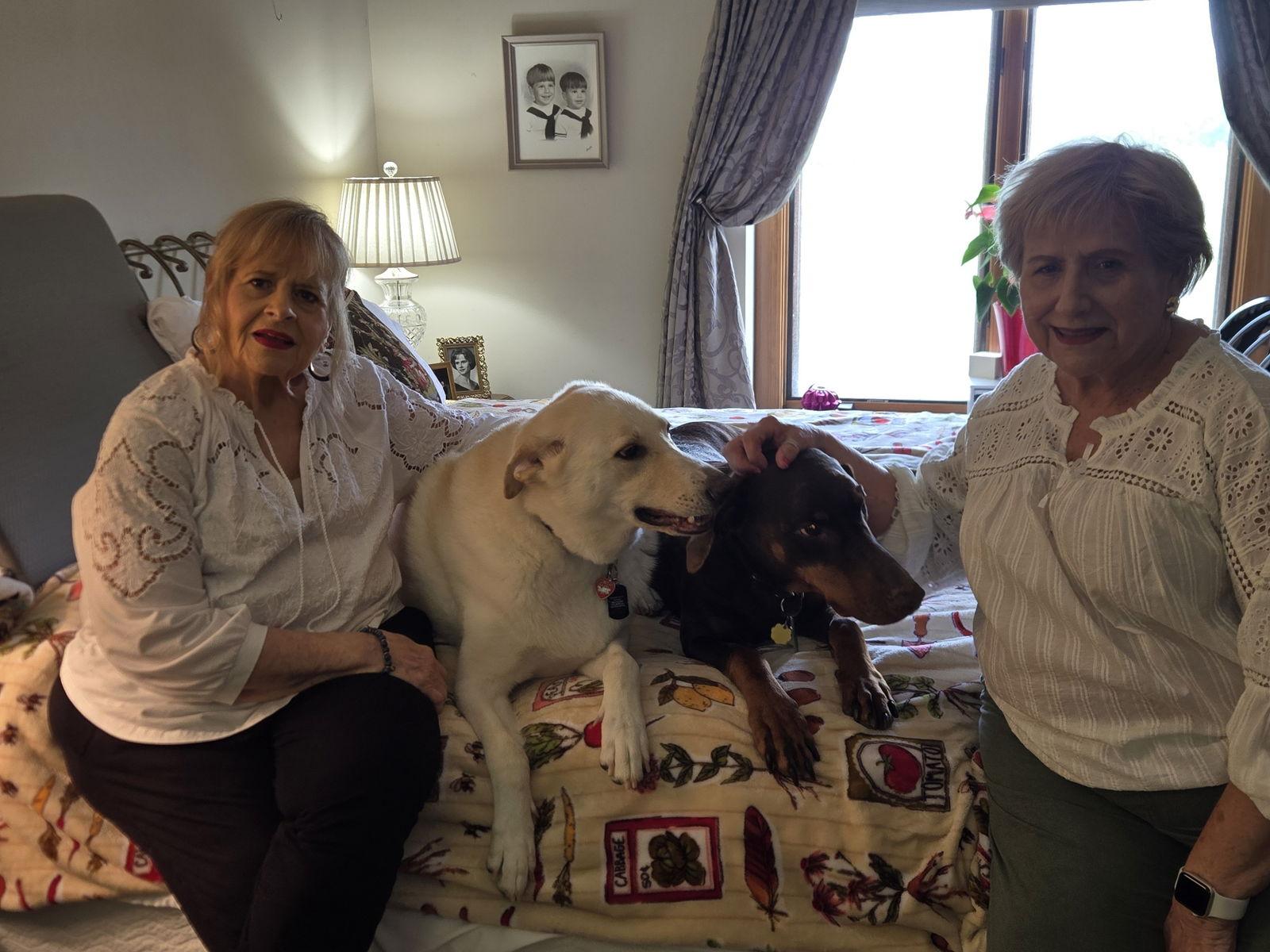 Timber, Adopted, Young Male Doberman Pinscher.