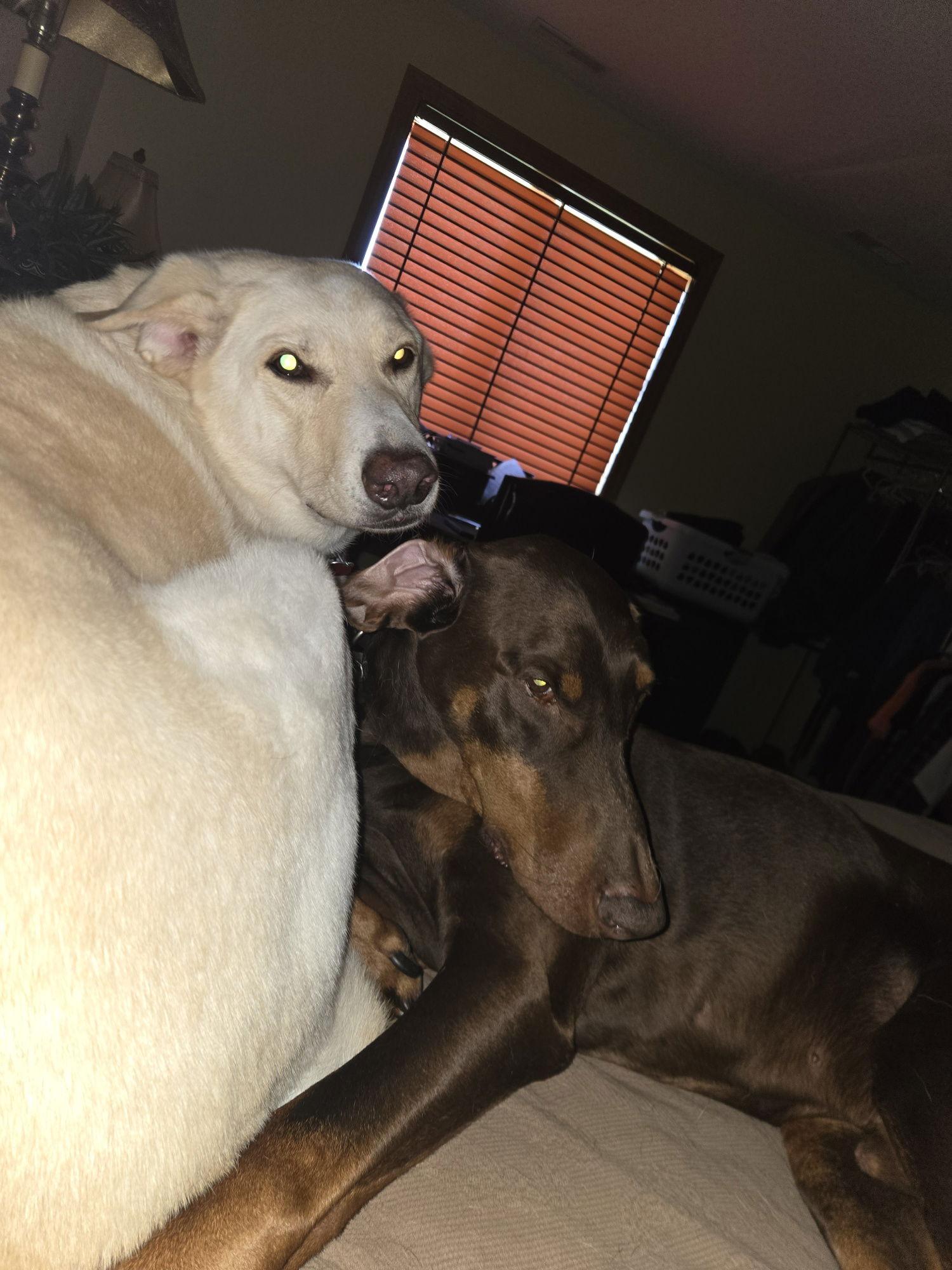 Timber, a Adopted Doberman Pinscher in Aurora, OH image 2/3