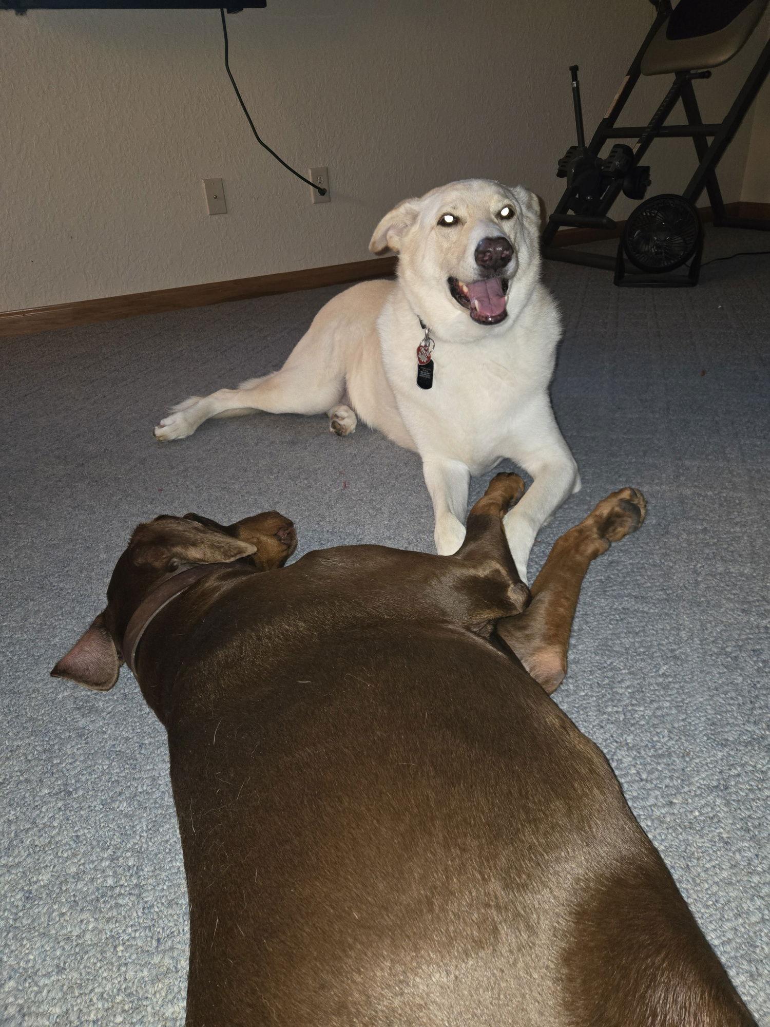 Timber, a Adopted Doberman Pinscher in Aurora, OH image 3/3