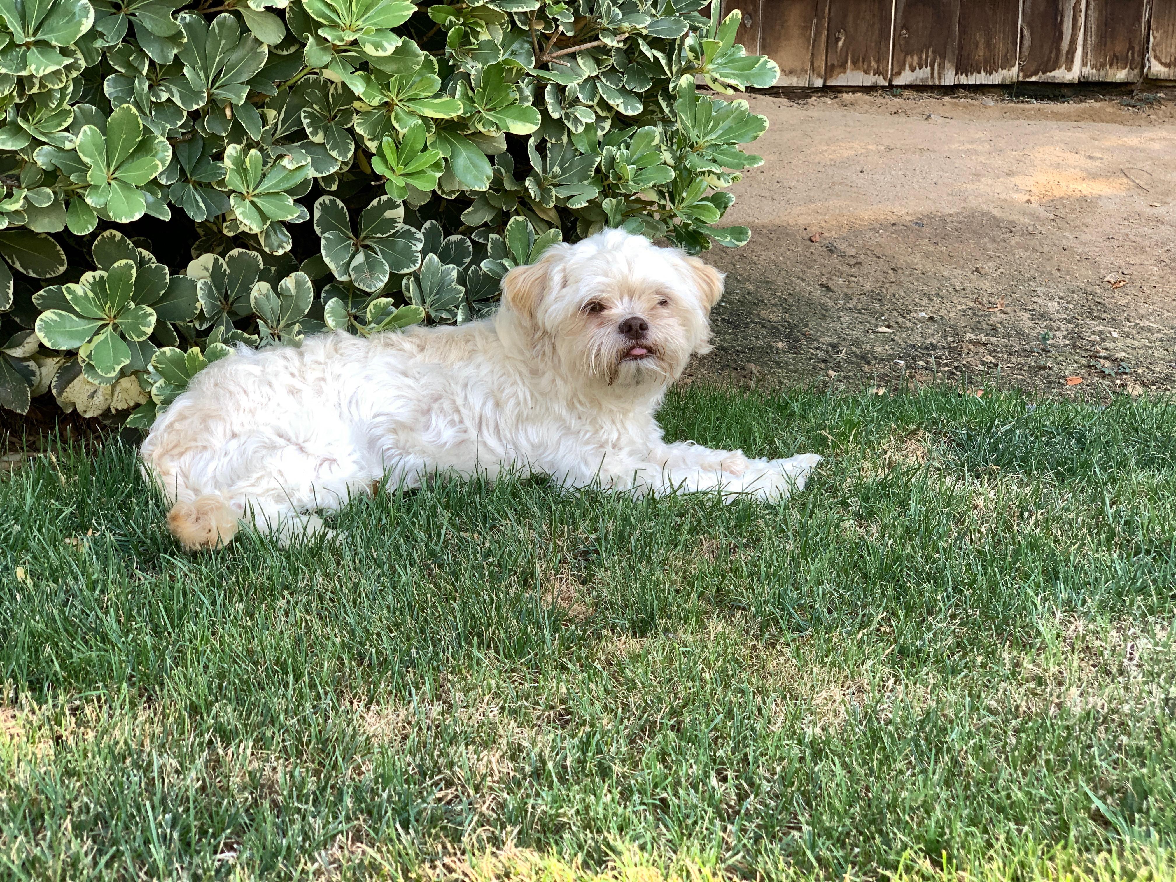 Gizmo, Adopted, Young Male Shih Tzu.