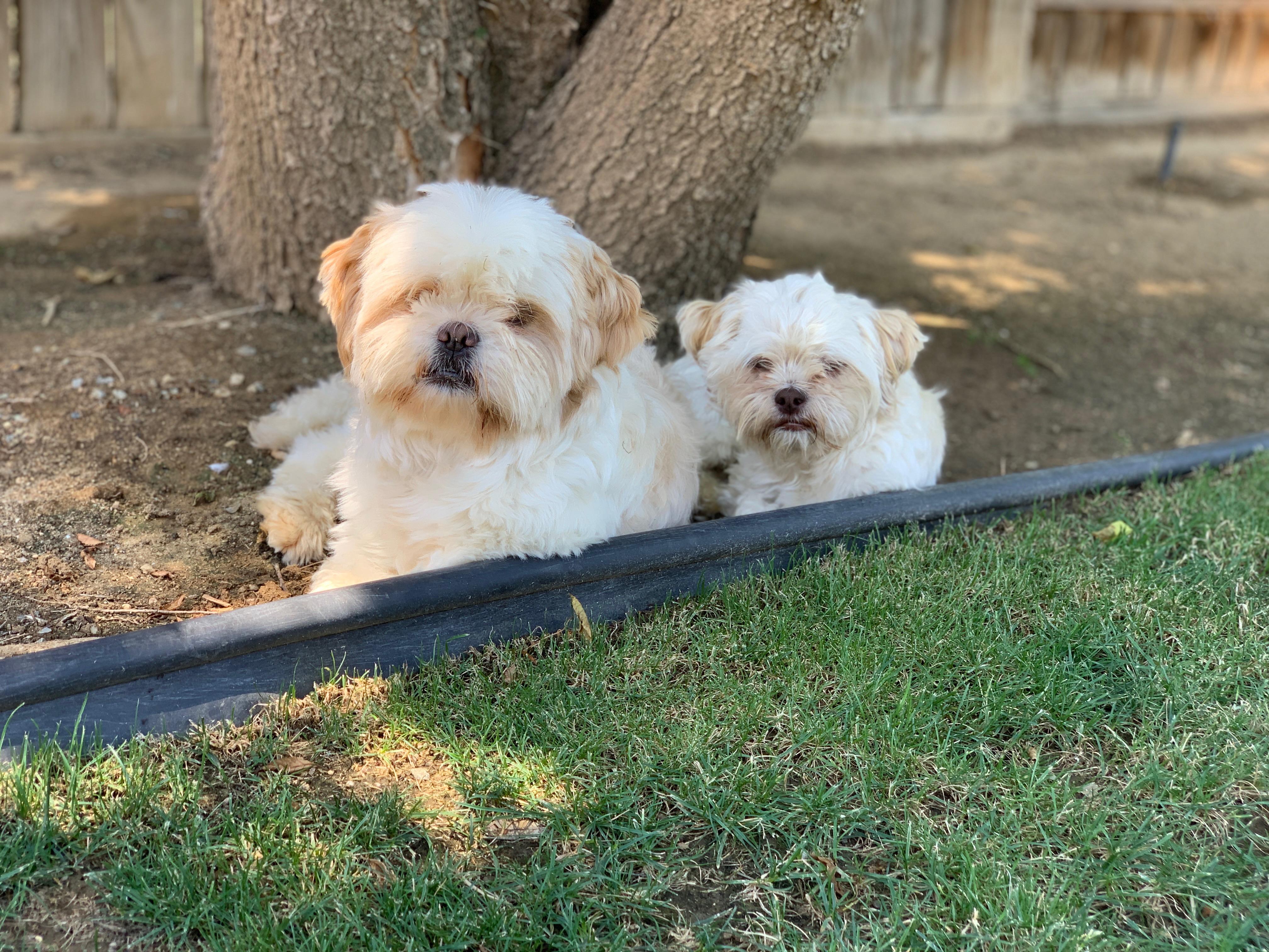 Gizmo, a Adopted Shih Tzu in Bakersfield, CA image 2/5