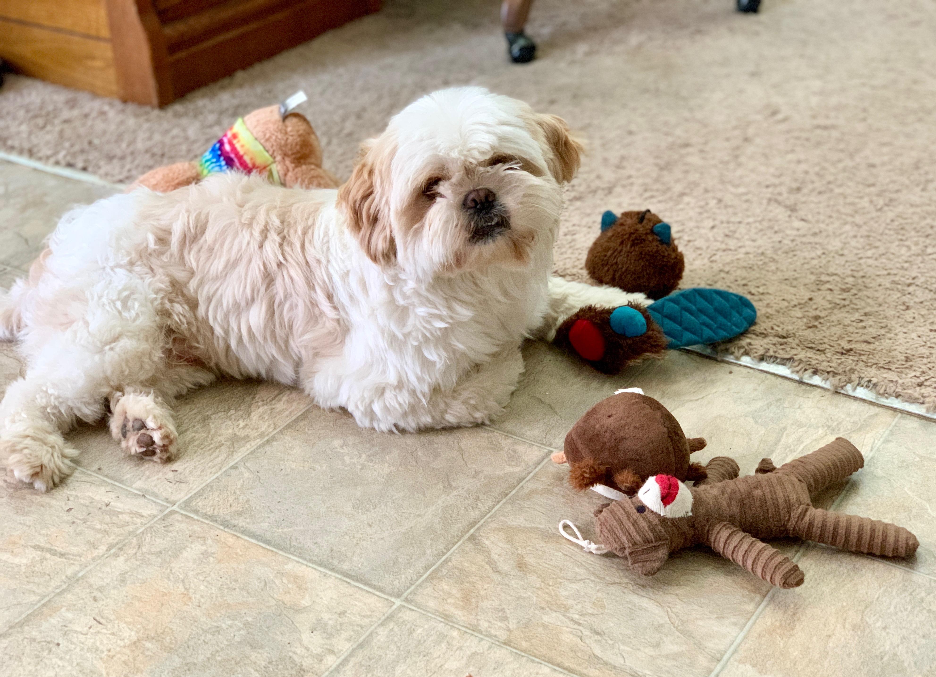 Gizmo, a Adopted Shih Tzu in Bakersfield, CA image 3/5