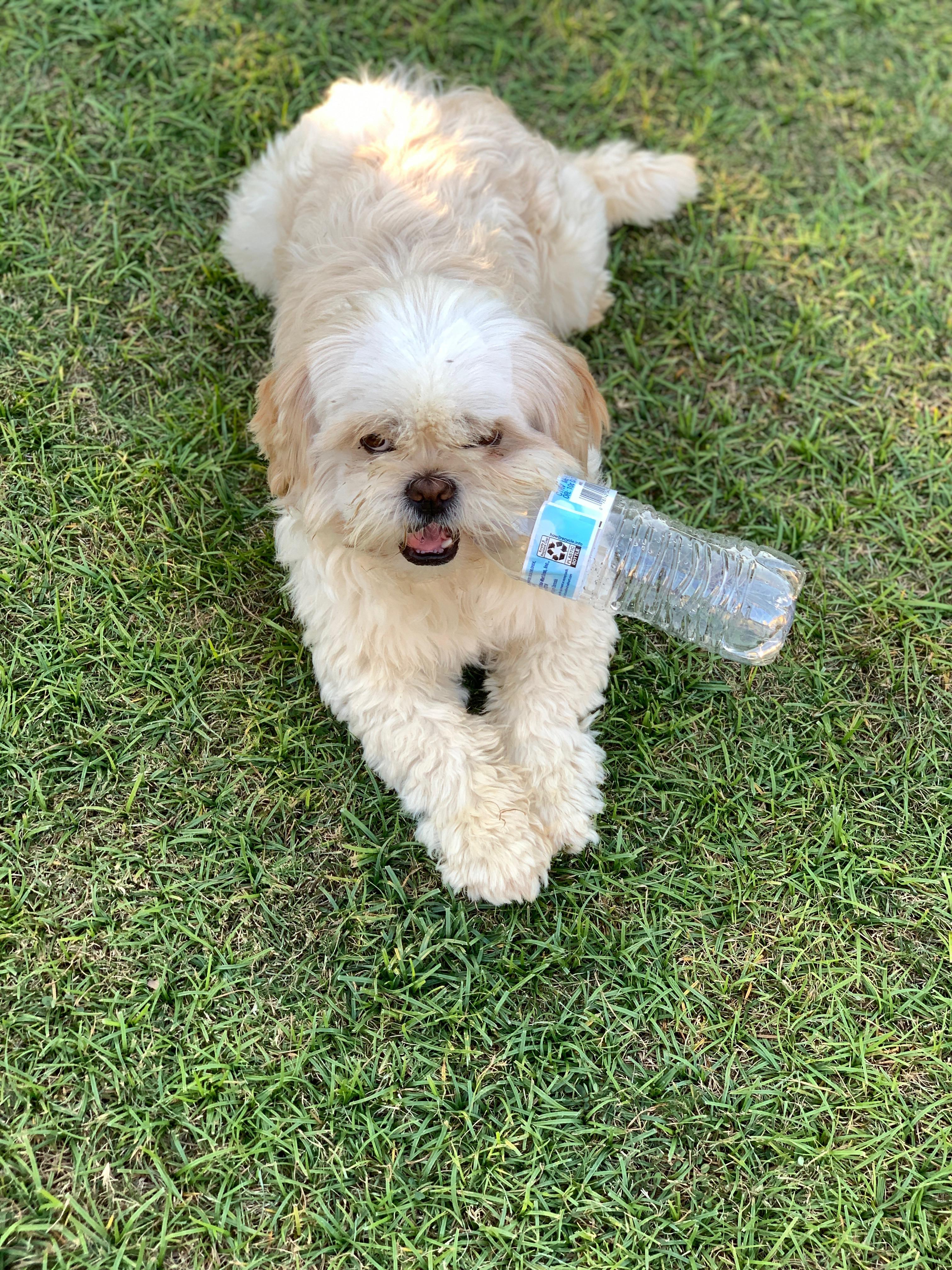 Gizmo, a Adopted Shih Tzu in Bakersfield, CA image 5/5
