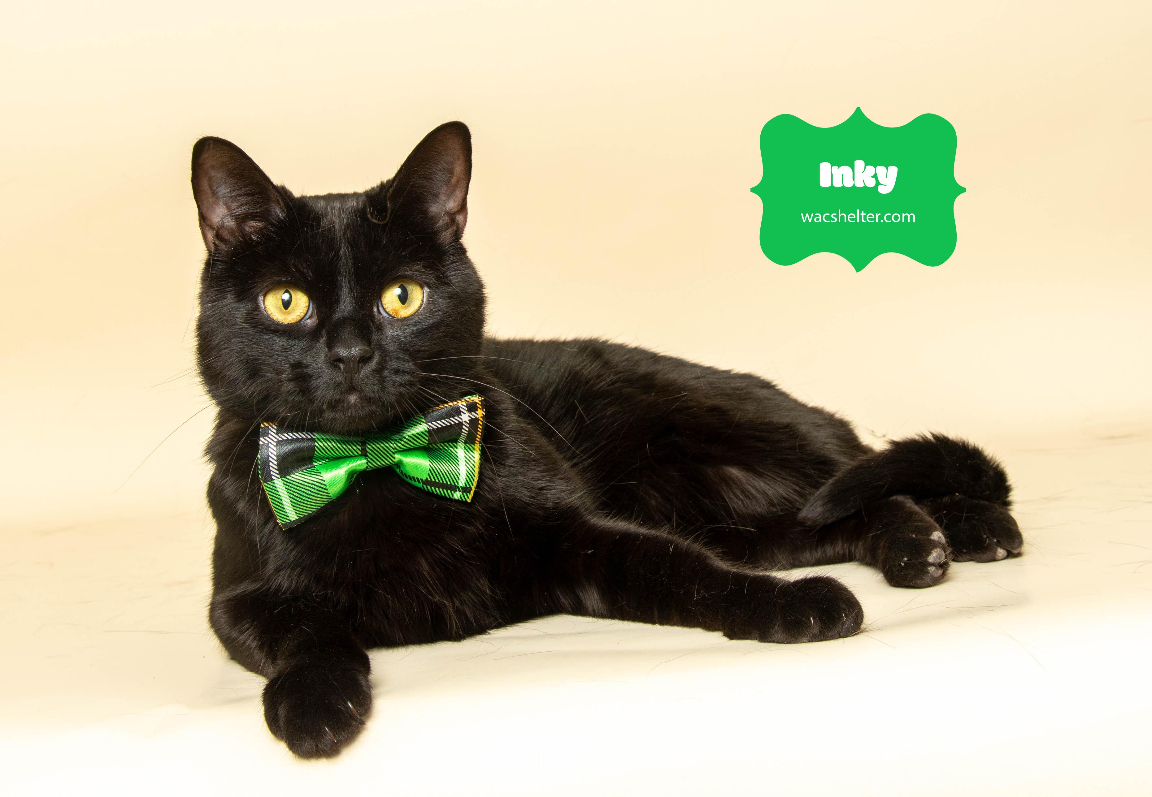 INKY (Pictures speak for themselves)