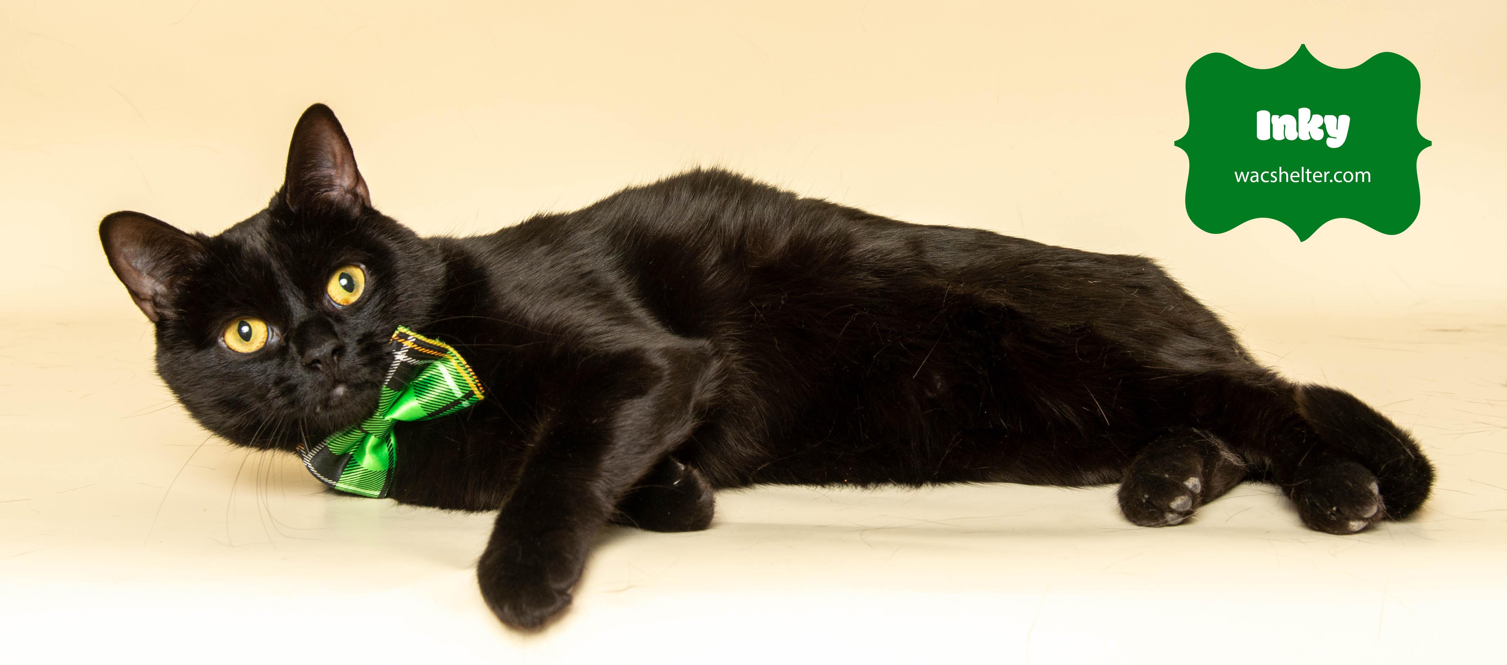 INKY (Pictures speak for themselves)