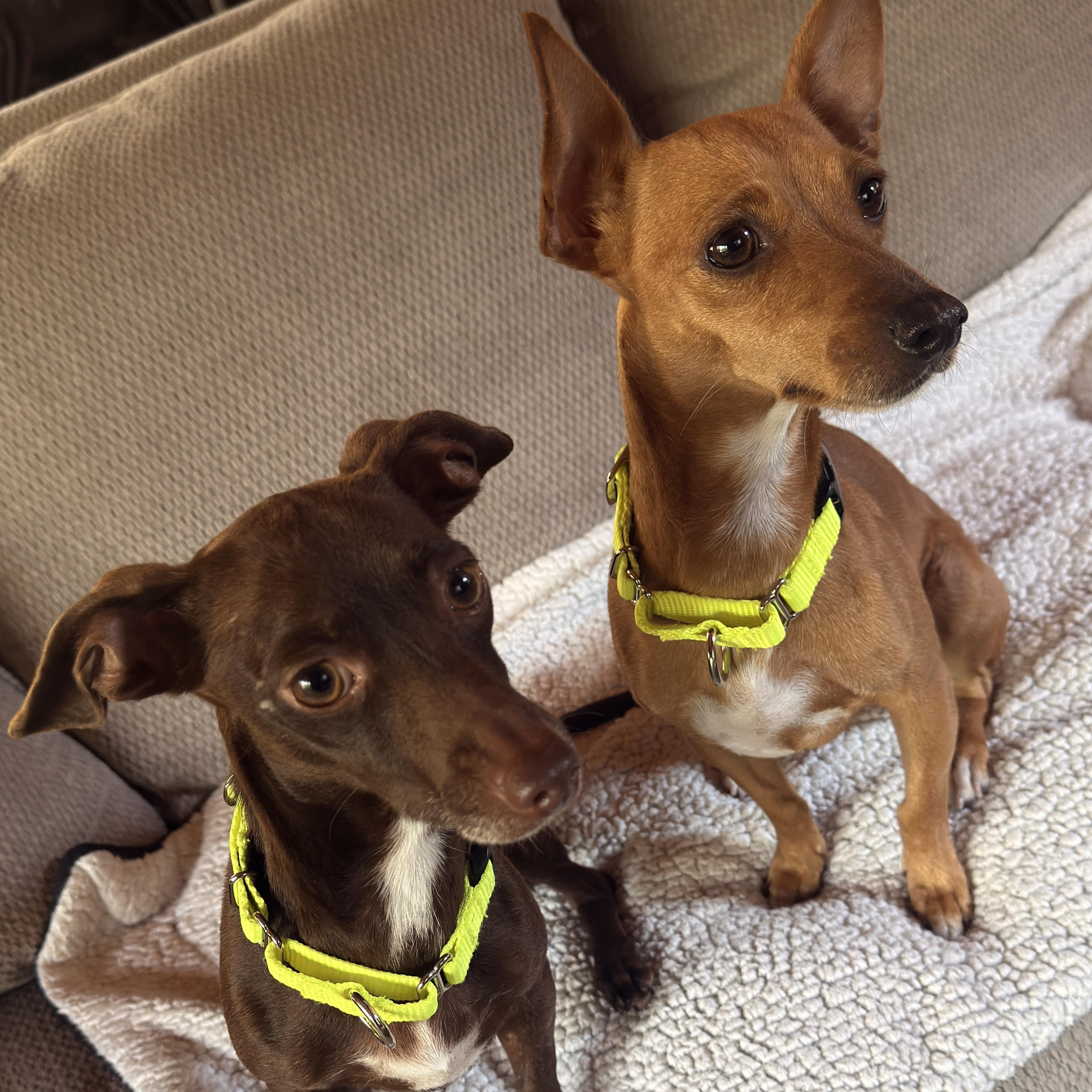 Bailey & Kahlua - Bonded Pair, Adopted, Adult Female Chihuahua.