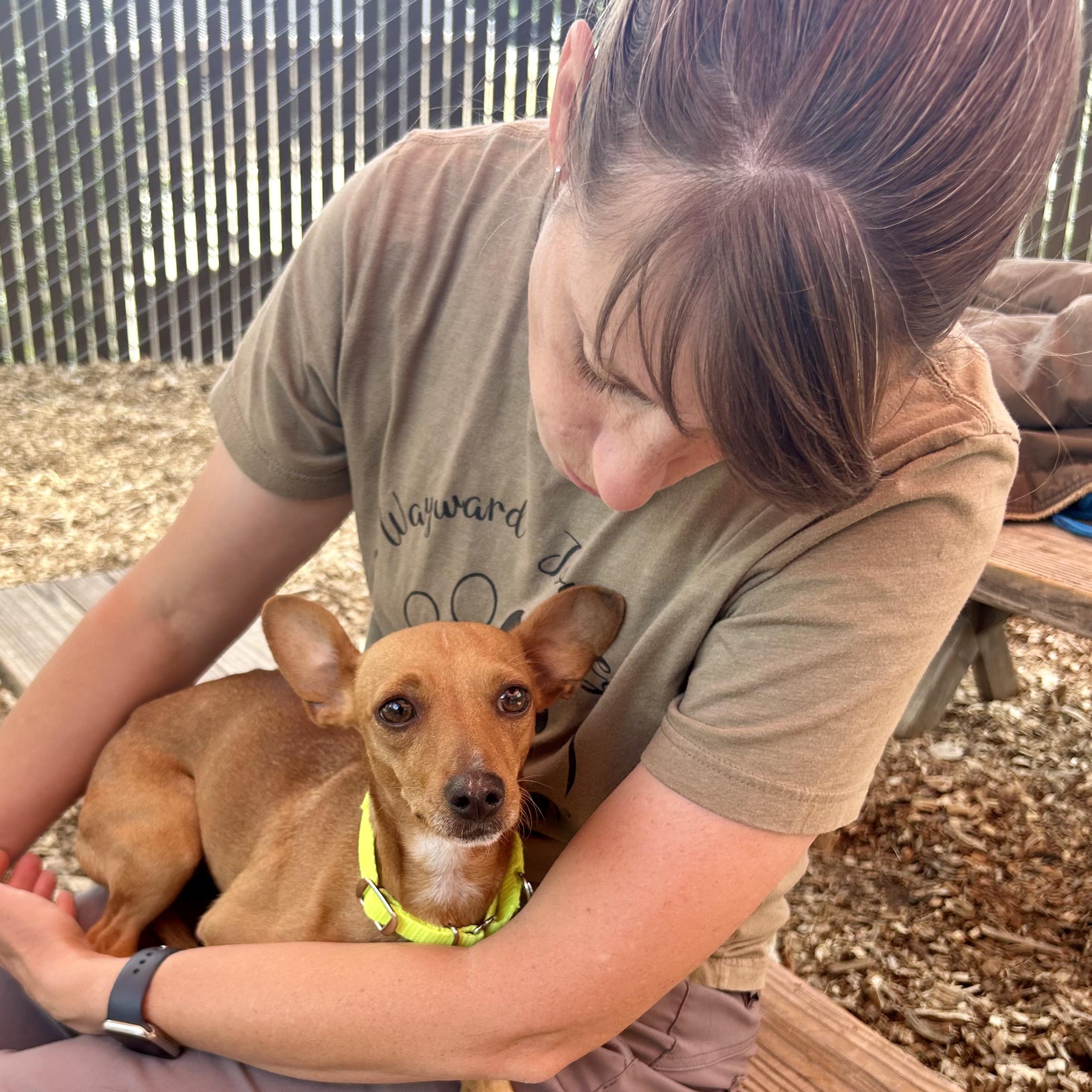 Enlarge Bailey & Kahlua - Bonded Pair, a Adopted Chihuahua in Grass Valley, CA image 2/6