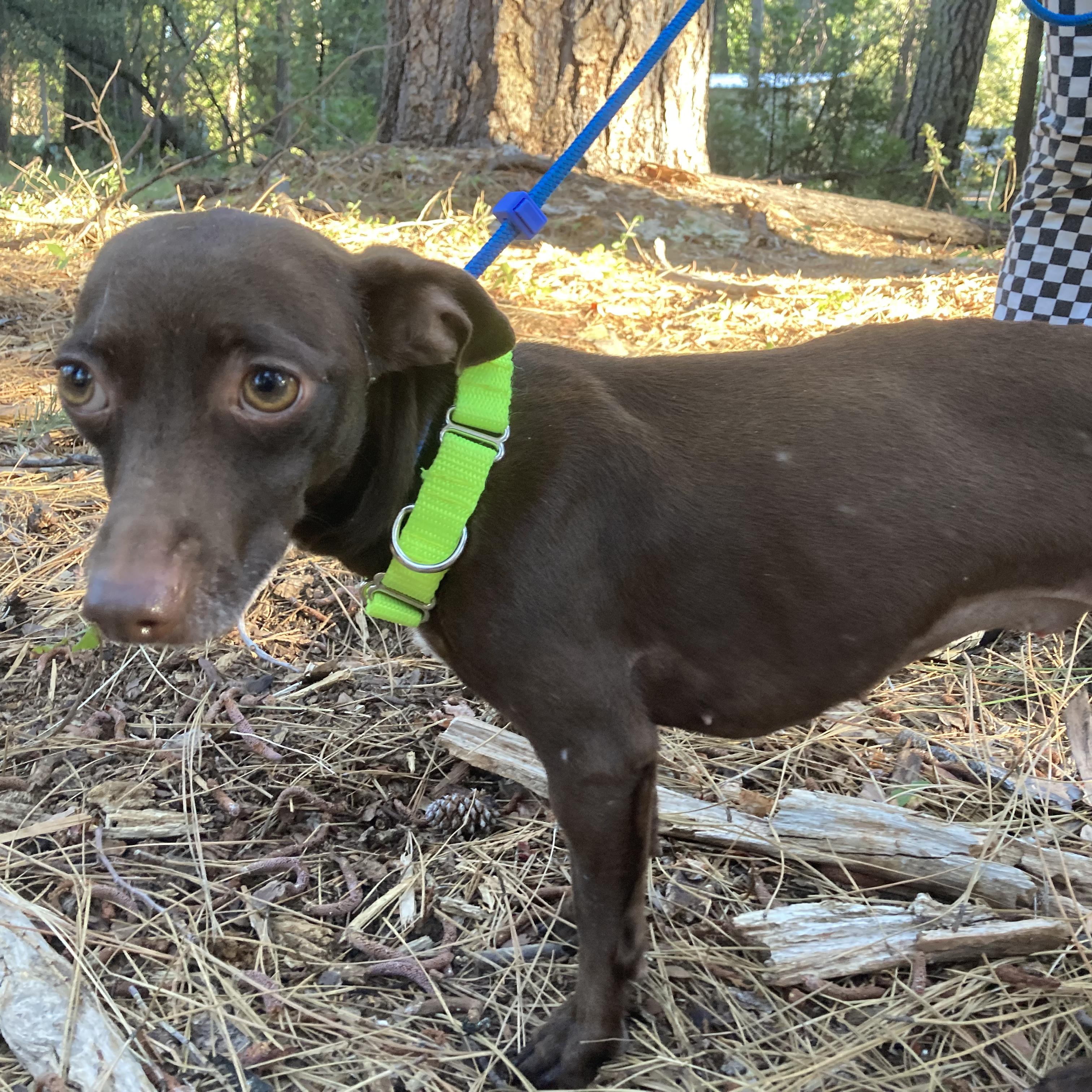 Enlarge Bailey & Kahlua - Bonded Pair, a Adopted Chihuahua in Grass Valley, CA image 4/6