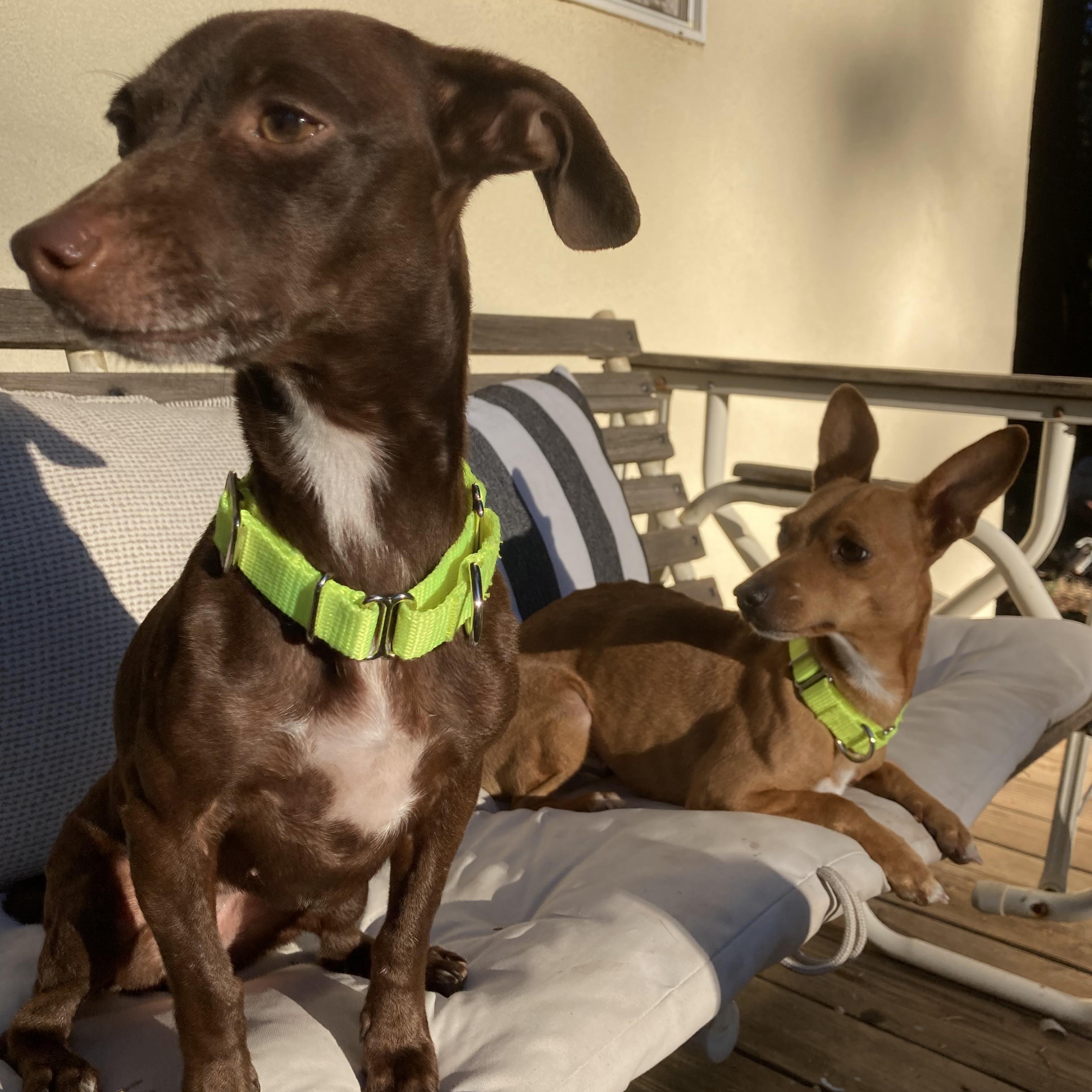 Enlarge Bailey & Kahlua - Bonded Pair, a Adopted Chihuahua in Grass Valley, CA image 6/6