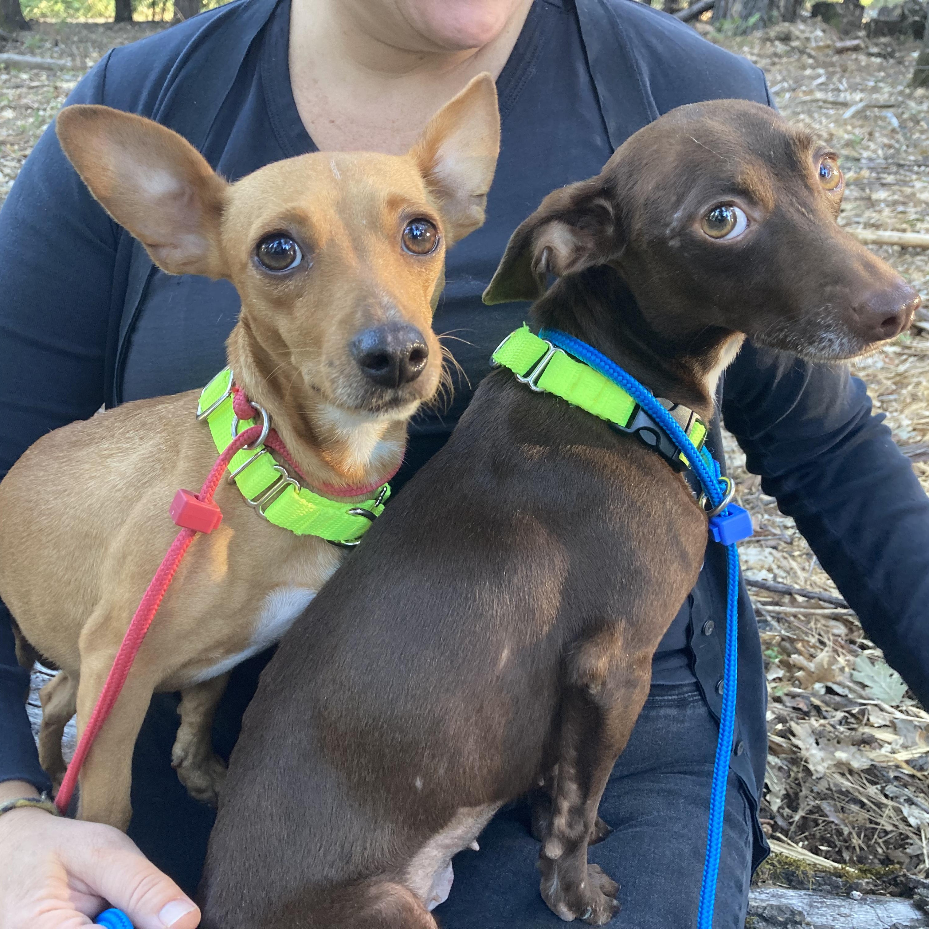 Enlarge Bailey & Kahlua - Bonded Pair, a Adopted Chihuahua in Grass Valley, CA image 5/6