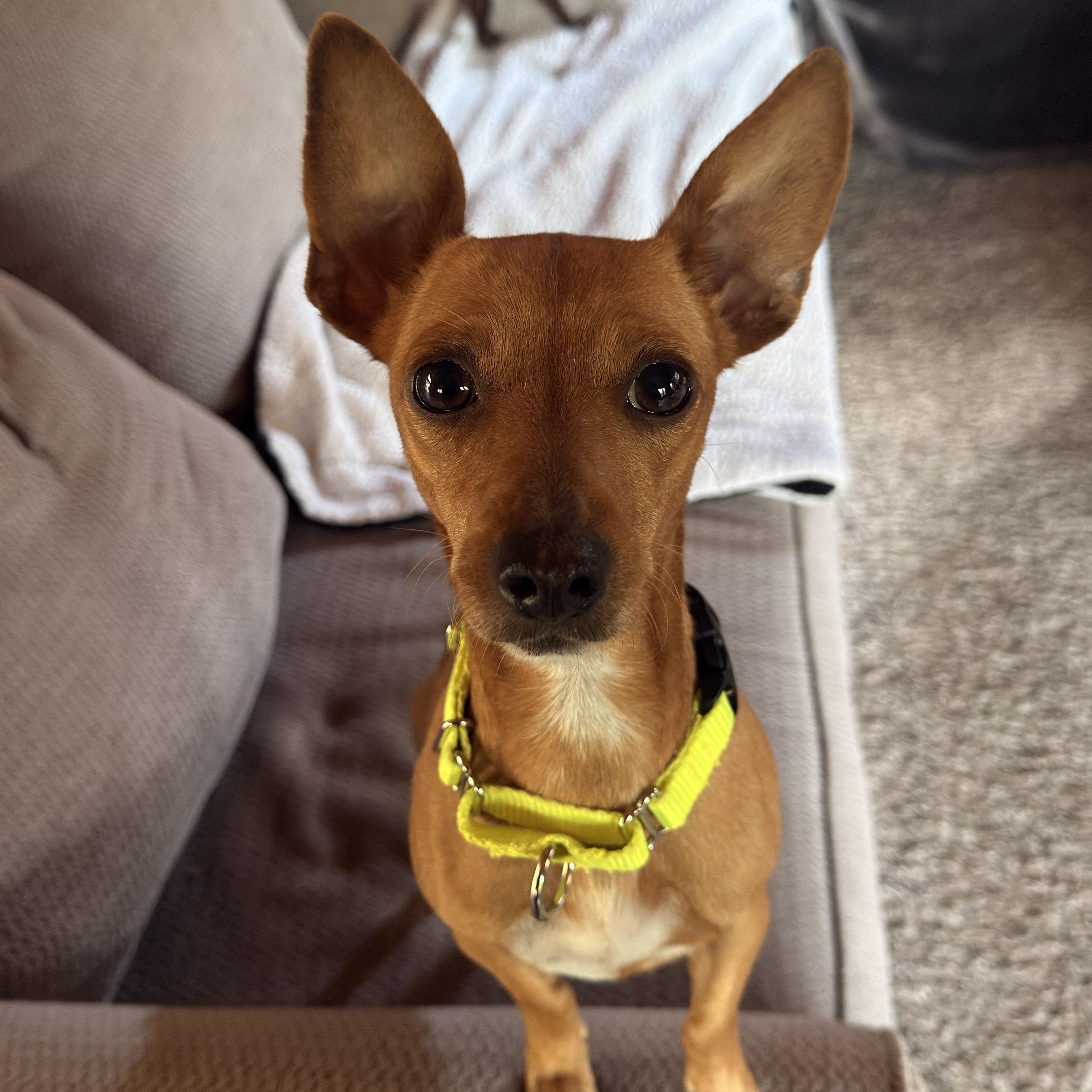 Enlarge Bailey & Kahlua - Bonded Pair, a Adopted Chihuahua in Grass Valley, CA image 3/6