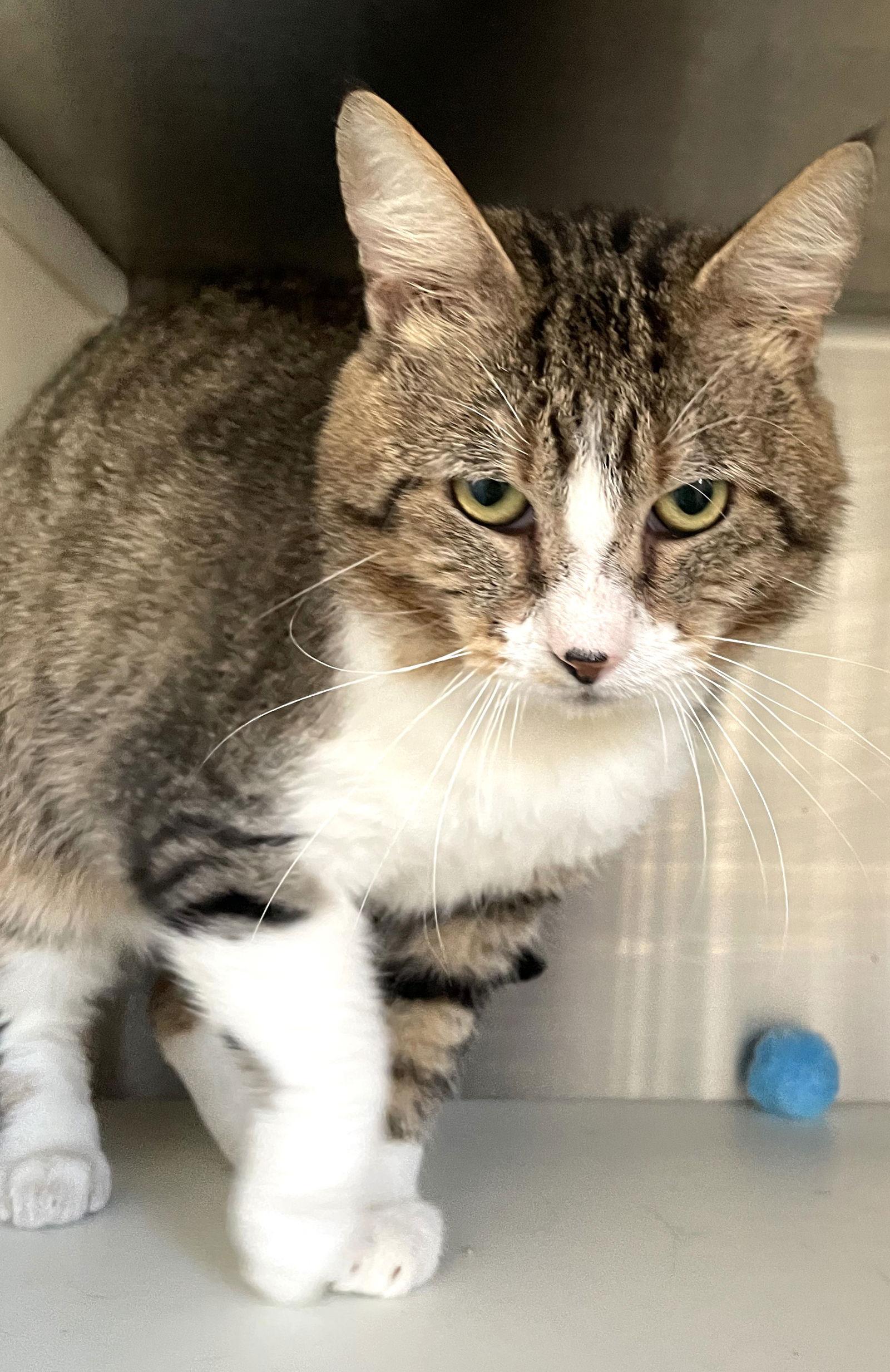 Anouk, a Adopted Tabby in Carrollton, GA image 1/3