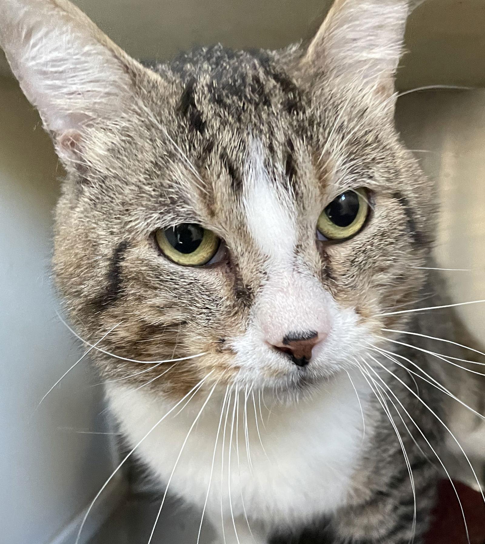 Anouk, a Adopted Tabby in Carrollton, GA image 2/3