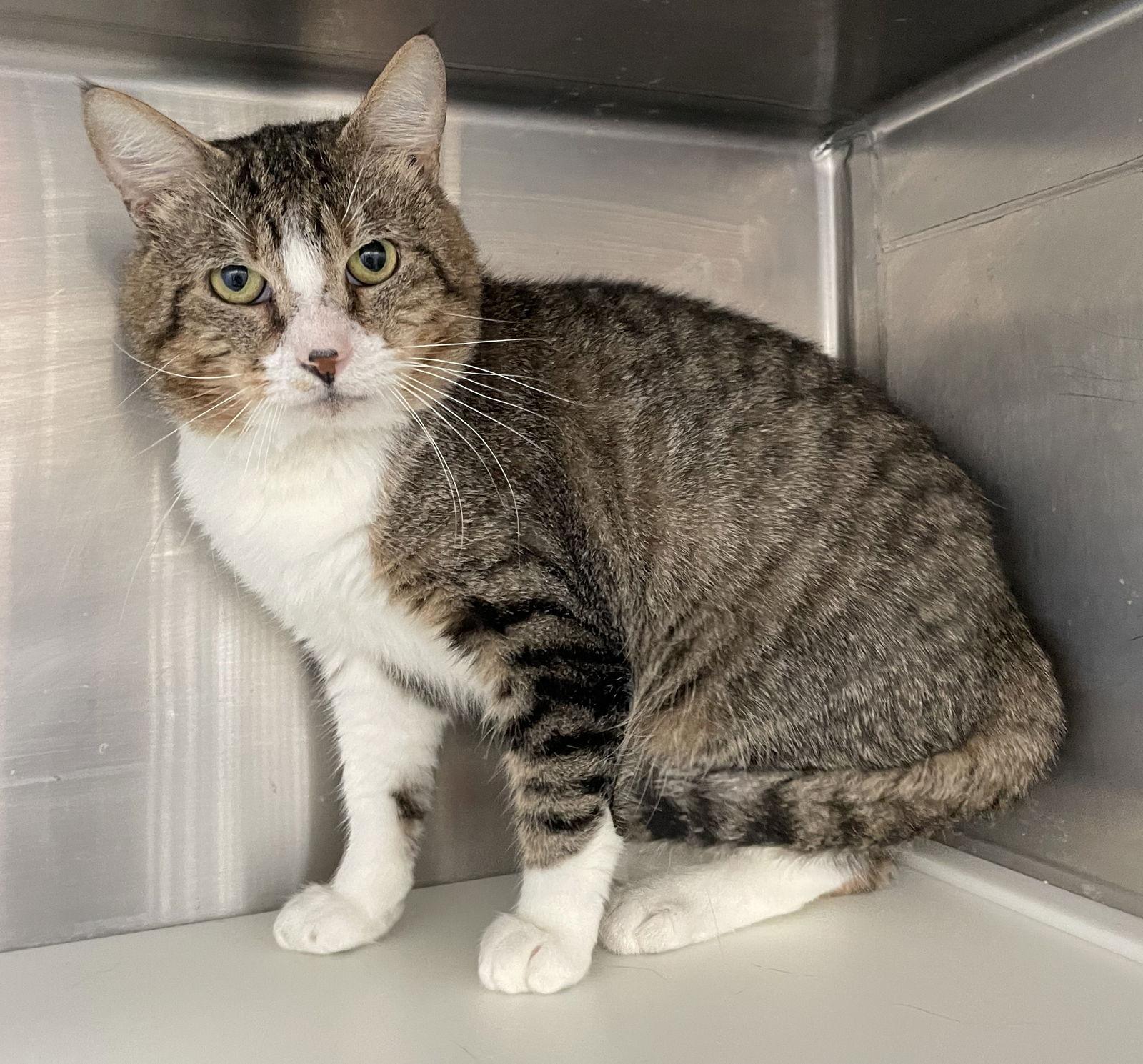 Anouk, a Adopted Tabby in Carrollton, GA image 3/3