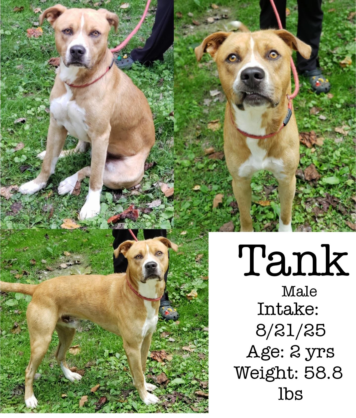 Tank, Adoptable, Adult Male Pit Bull Terrier.