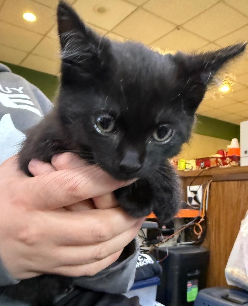 Enlarge Templeton, a Adoptable mixed breed in Utica, MI image 1/2
