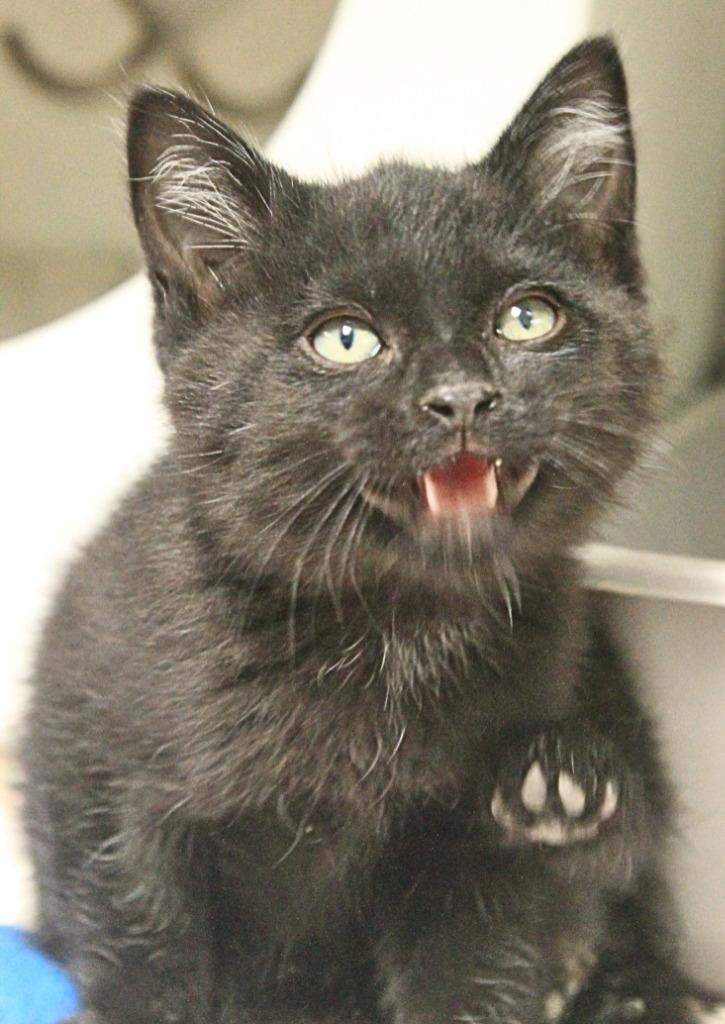 Enlarge Templeton, a Adoptable mixed breed in Utica, MI image 2/2