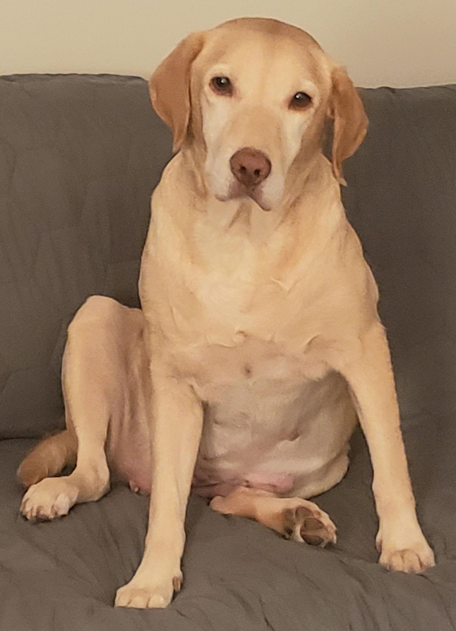 Petunia *, a Adoptable Yellow Labrador Retriever in Royal Palm Beach, FL image 1/3