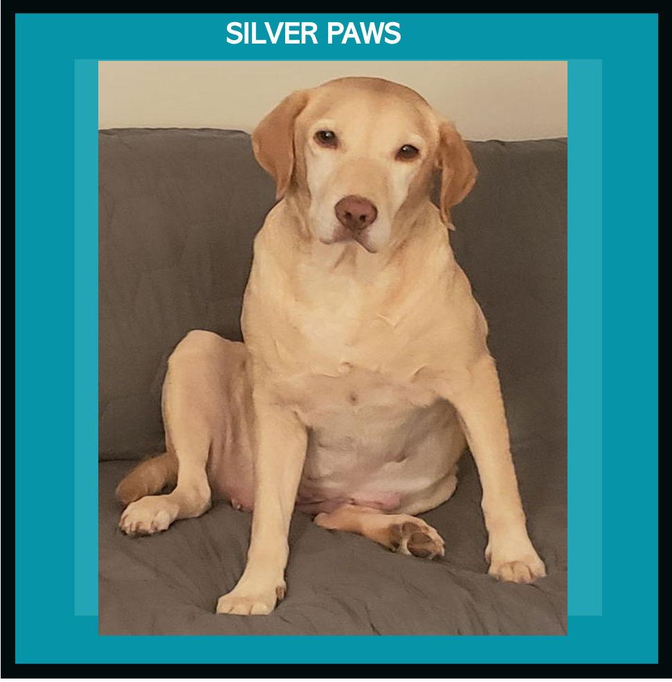 Petunia *, a Adoptable Yellow Labrador Retriever in Royal Palm Beach, FL image 2/3