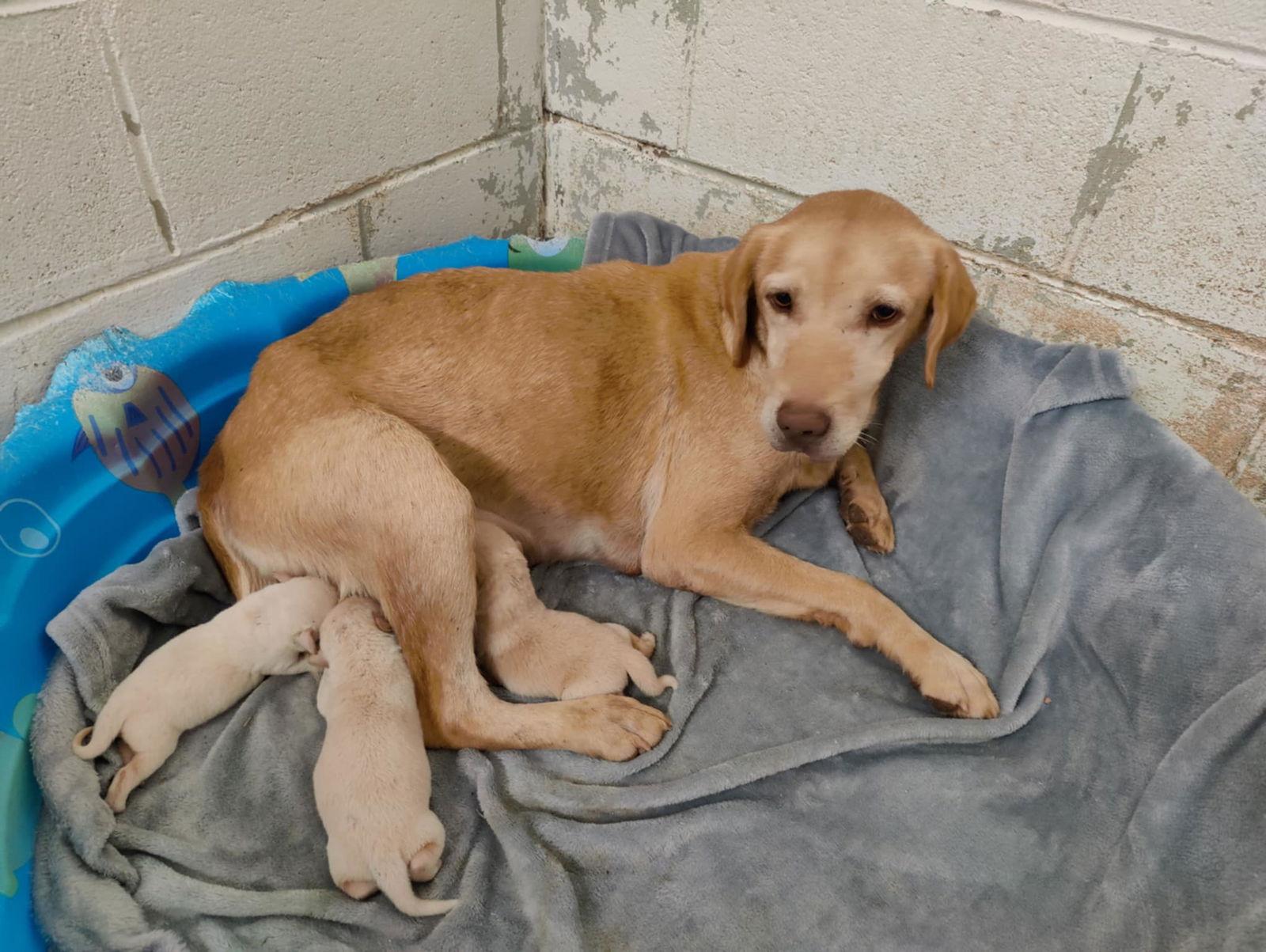 Petunia *, a Adoptable Yellow Labrador Retriever in Royal Palm Beach, FL image 3/3